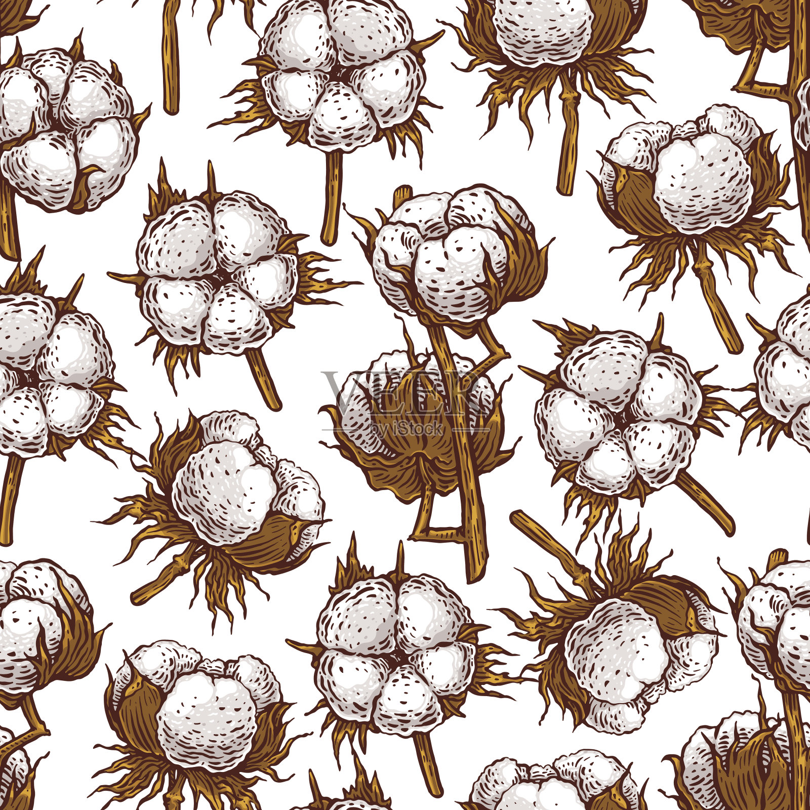 无缝的棉花花蕾插画图片素材