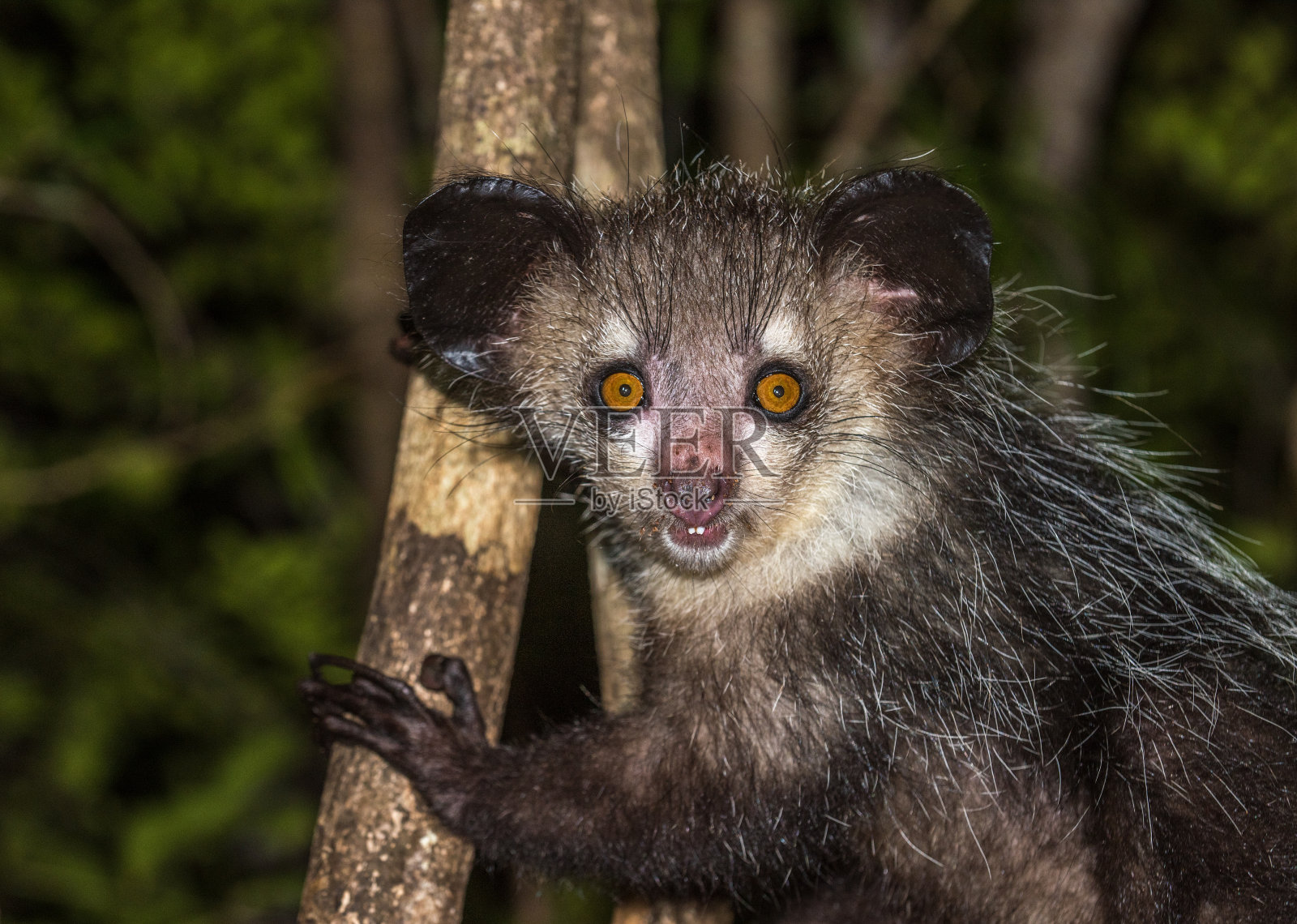 马达加斯加夜间活动的狐猴照片摄影图片