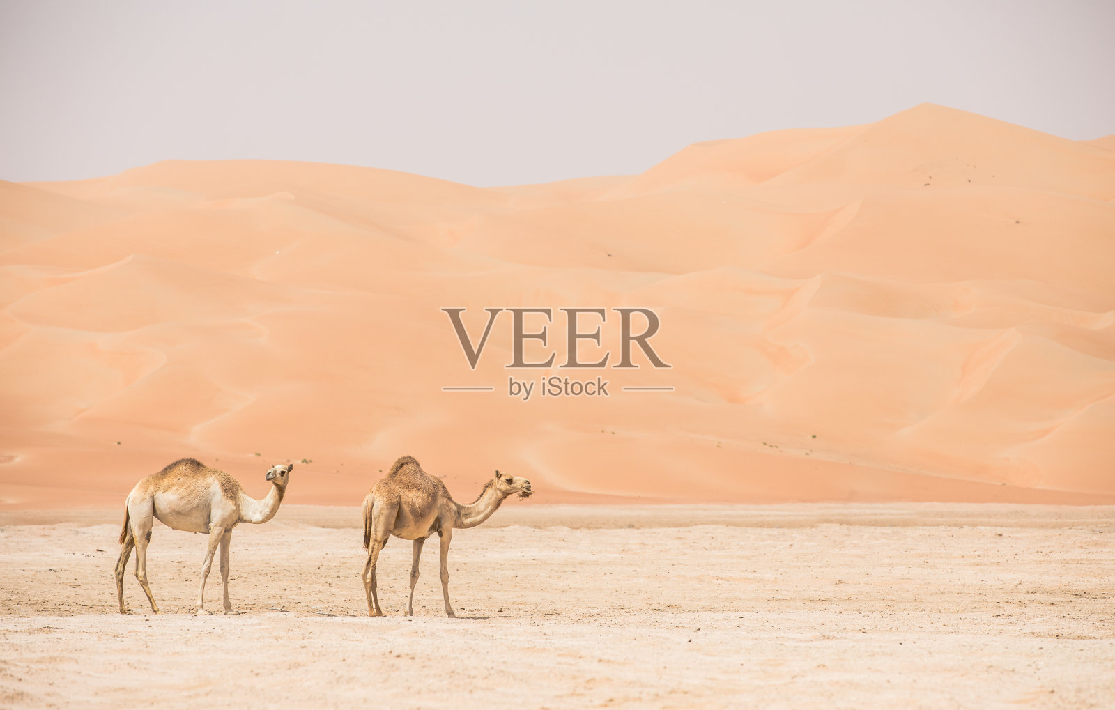 沙漠中的骆驼肖像。照片摄影图片