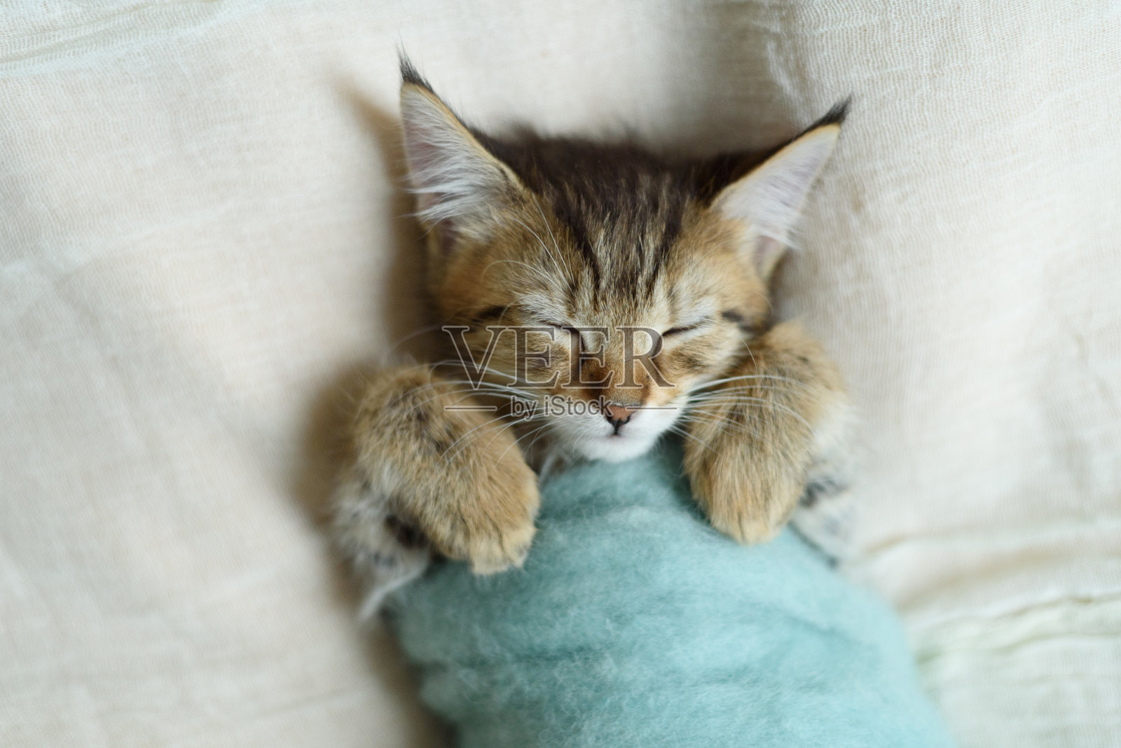 猫咪睡觉时有这几个动作，是在告诉你：我认主了 - 知乎