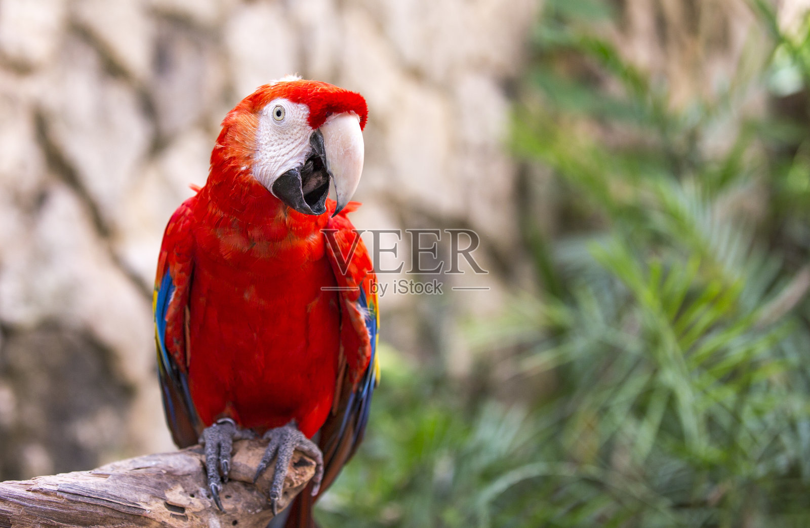 墨西哥图卢姆的澳门鸟照片摄影图片