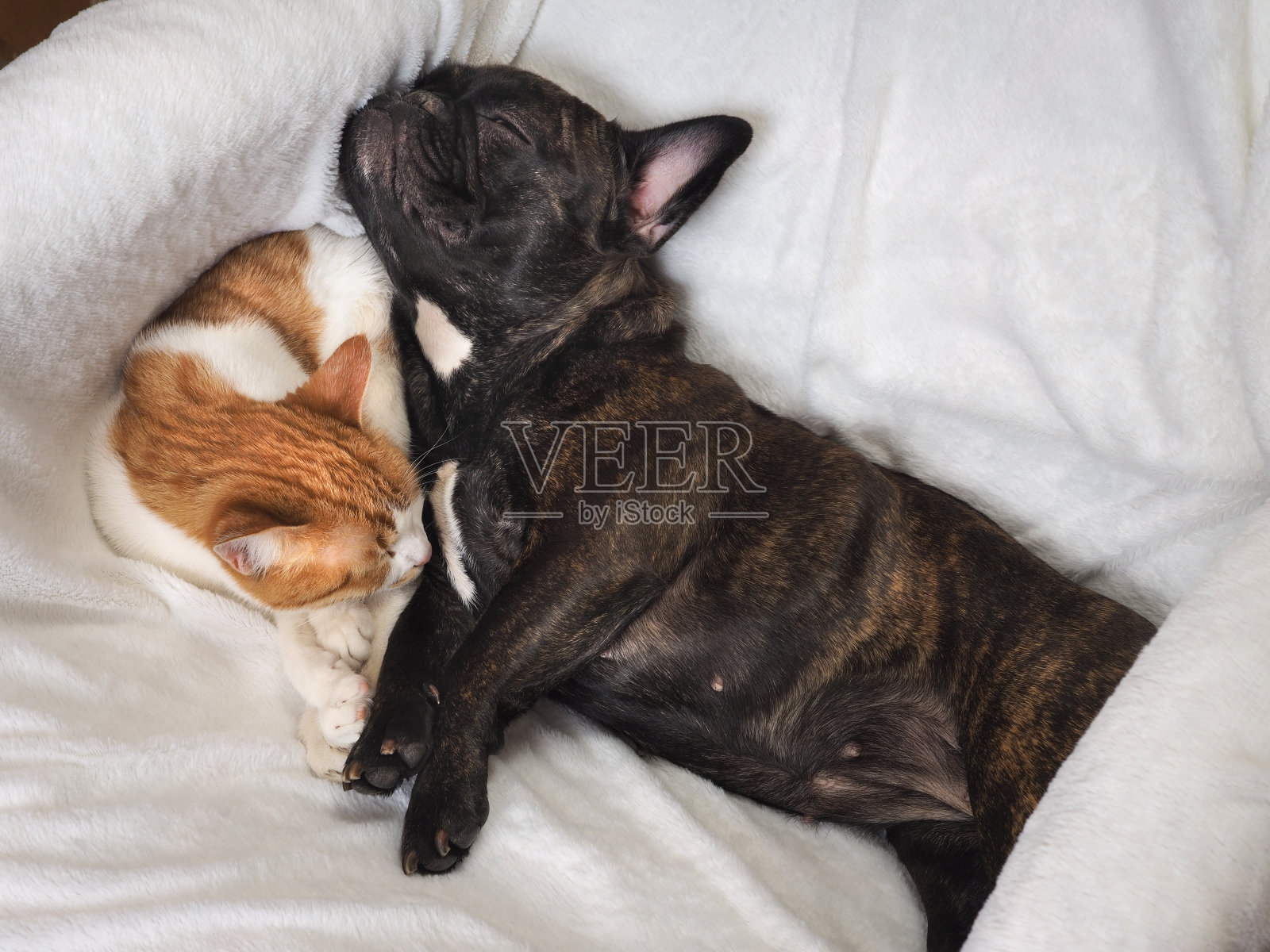 狗和猫滑稽地躺在白色的毯子上照片摄影图片