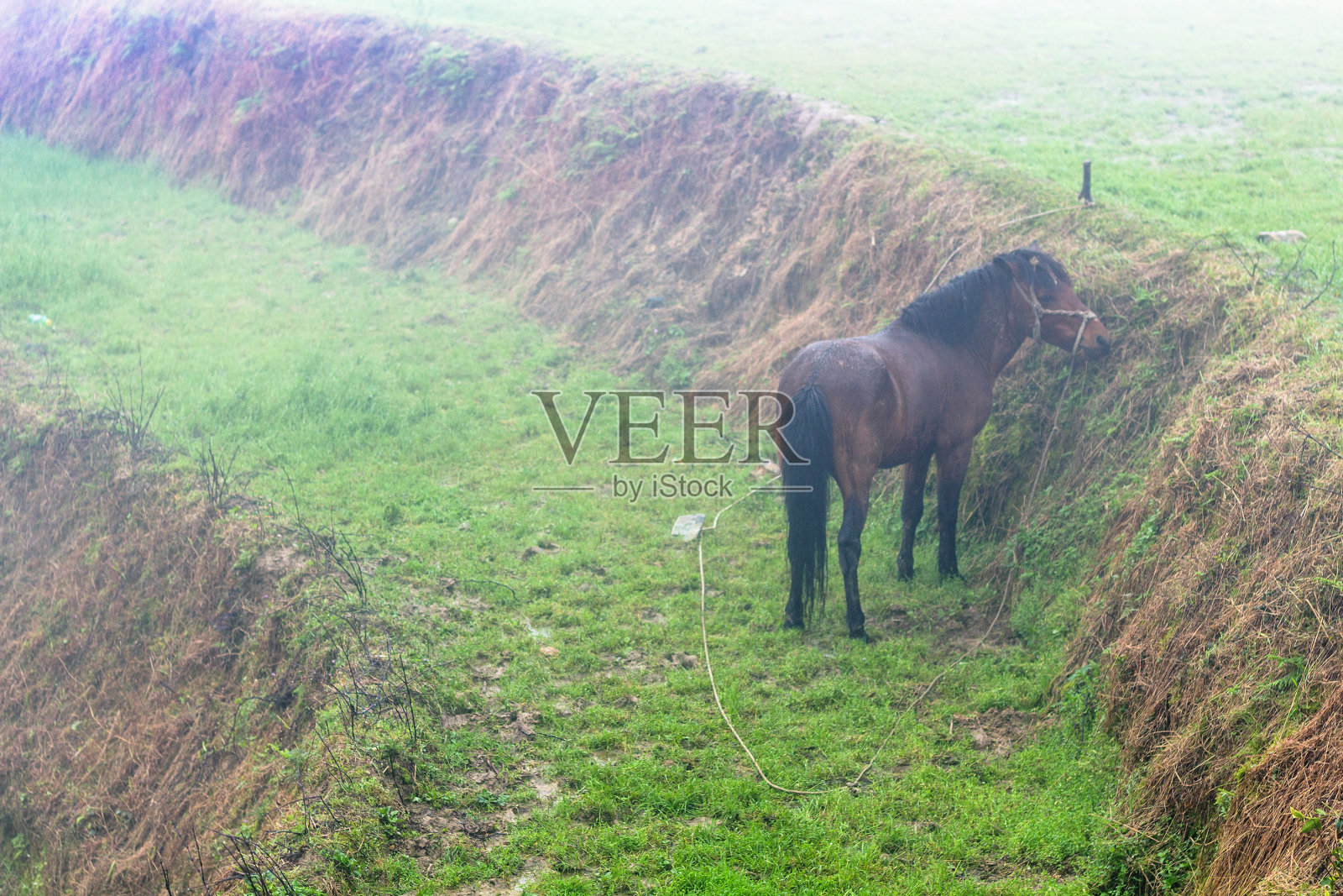 春天，马在绿油油的稻田里吃草照片摄影图片