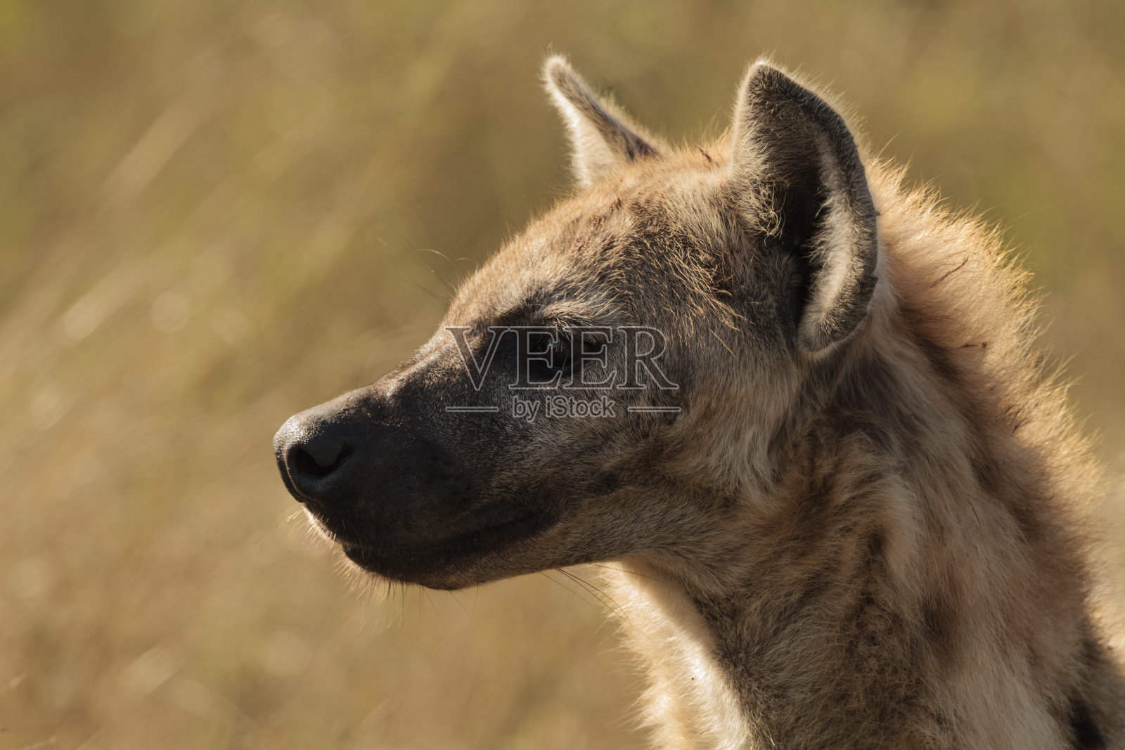 斑点鬣狗的侧面照片摄影图片