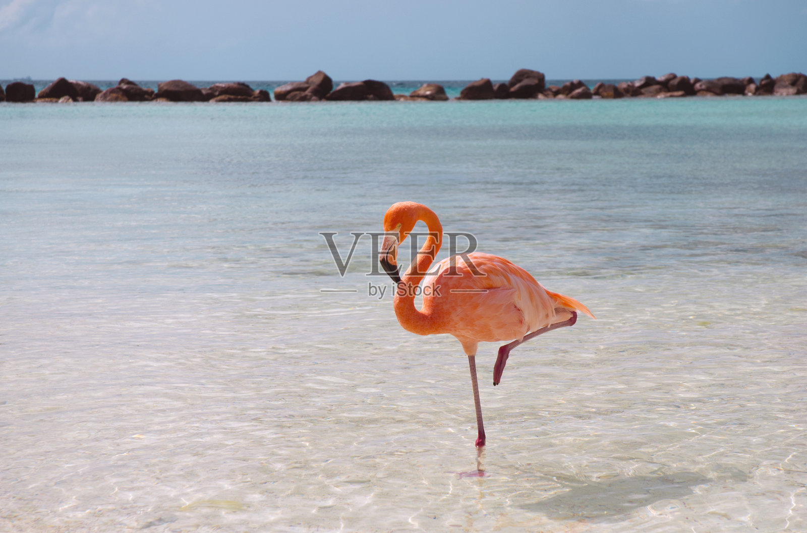 粉红色的火烈鸟在清澈的蓝天下的海滩上照片摄影图片