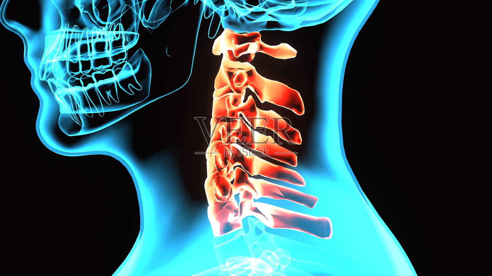 脊髓(颈椎)是人体骨骼解剖学的一部分照片摄影图片