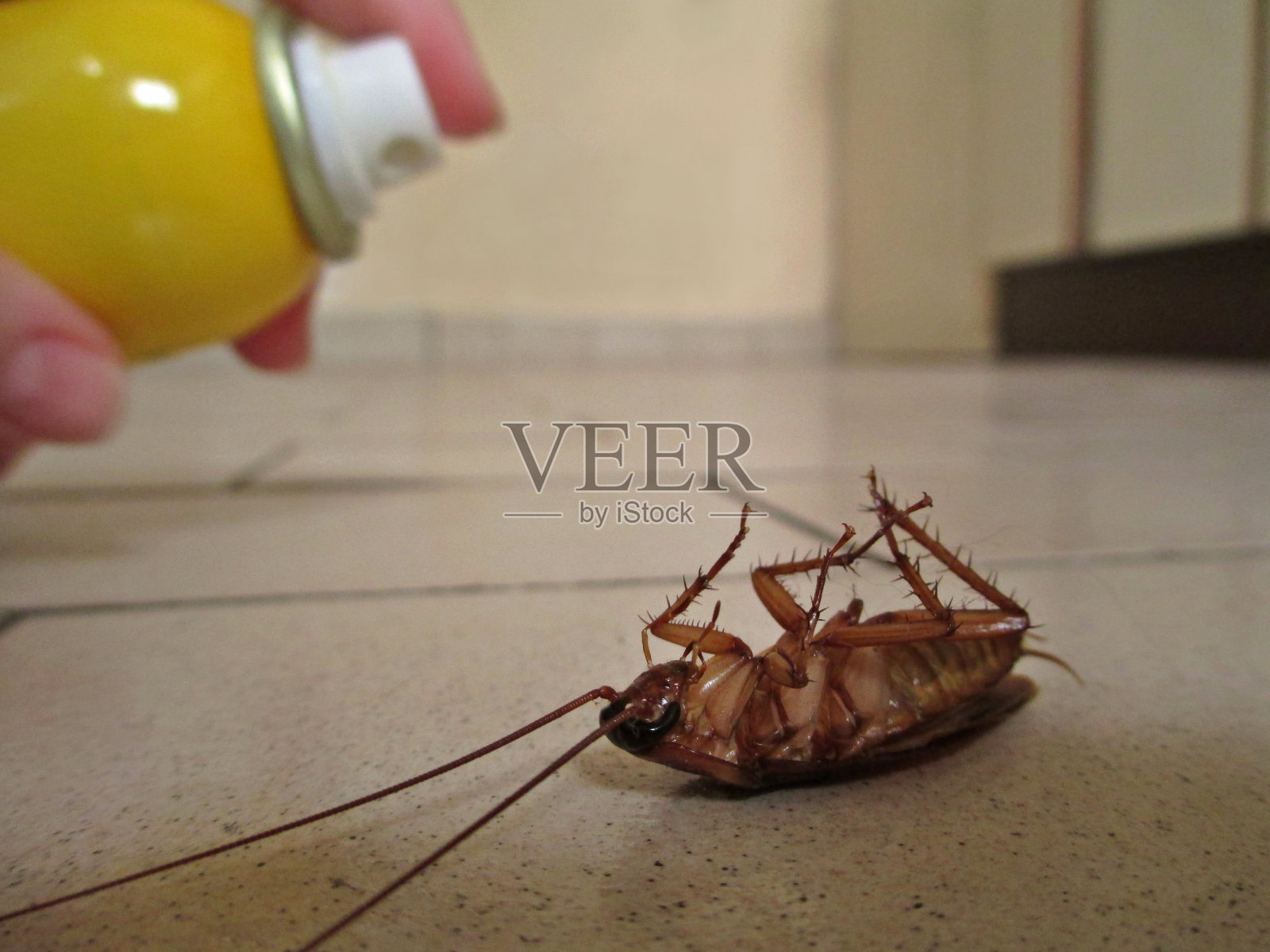 喷洒一只蟑螂照片摄影图片