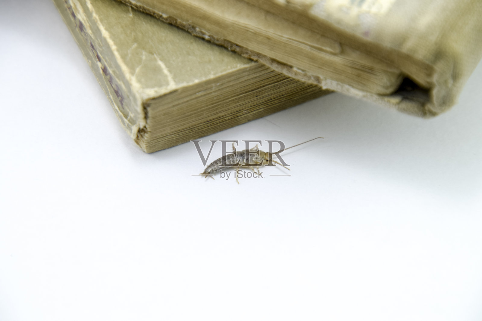 有害的书籍和报纸。以纸蠹虫为食的昆虫照片摄影图片
