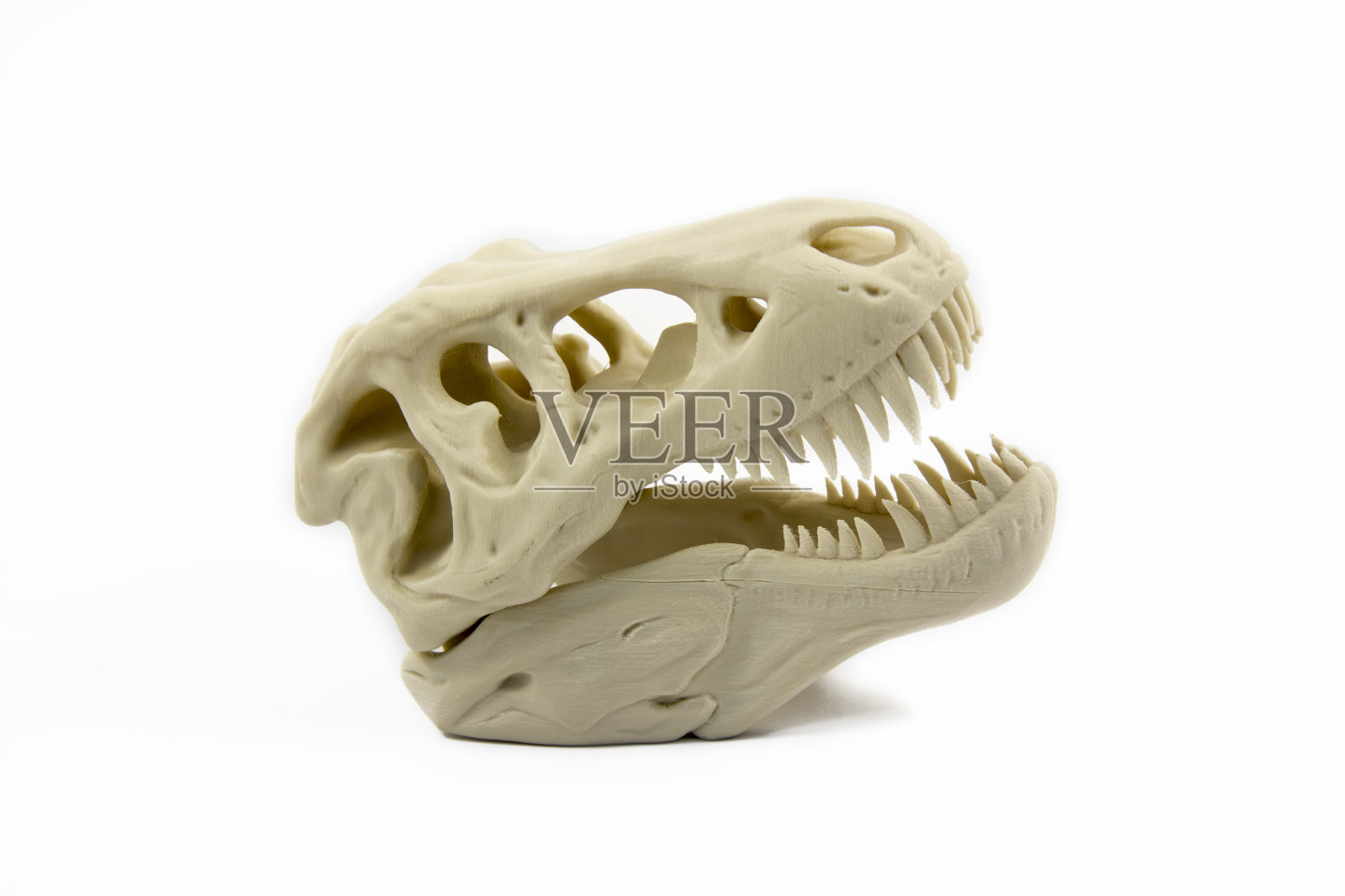 恐龙头骨的3D打印模型照片摄影图片