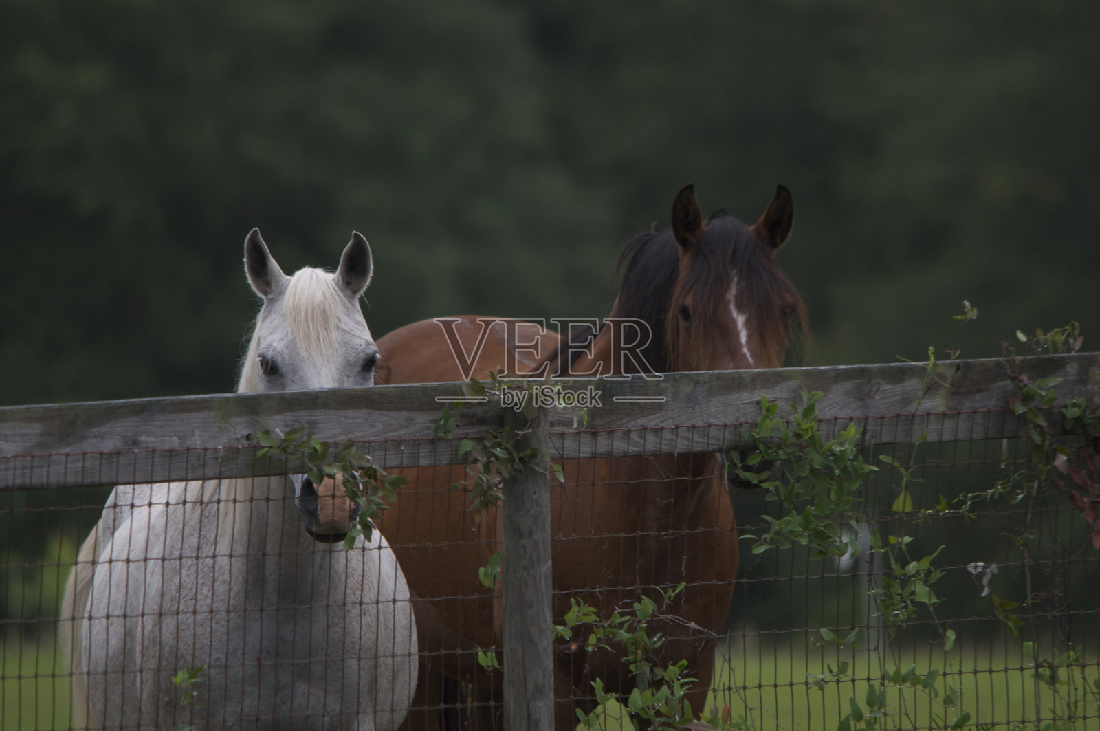 两匹马照片摄影图片