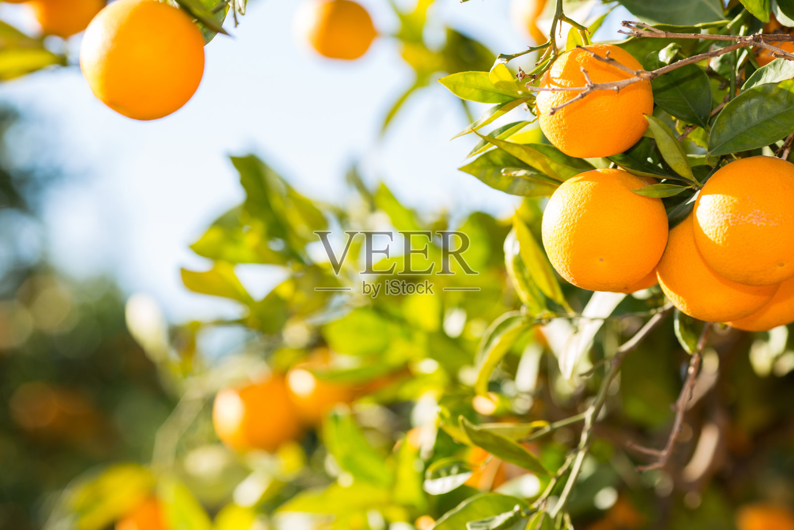 瓦伦西亚橘子树照片摄影图片