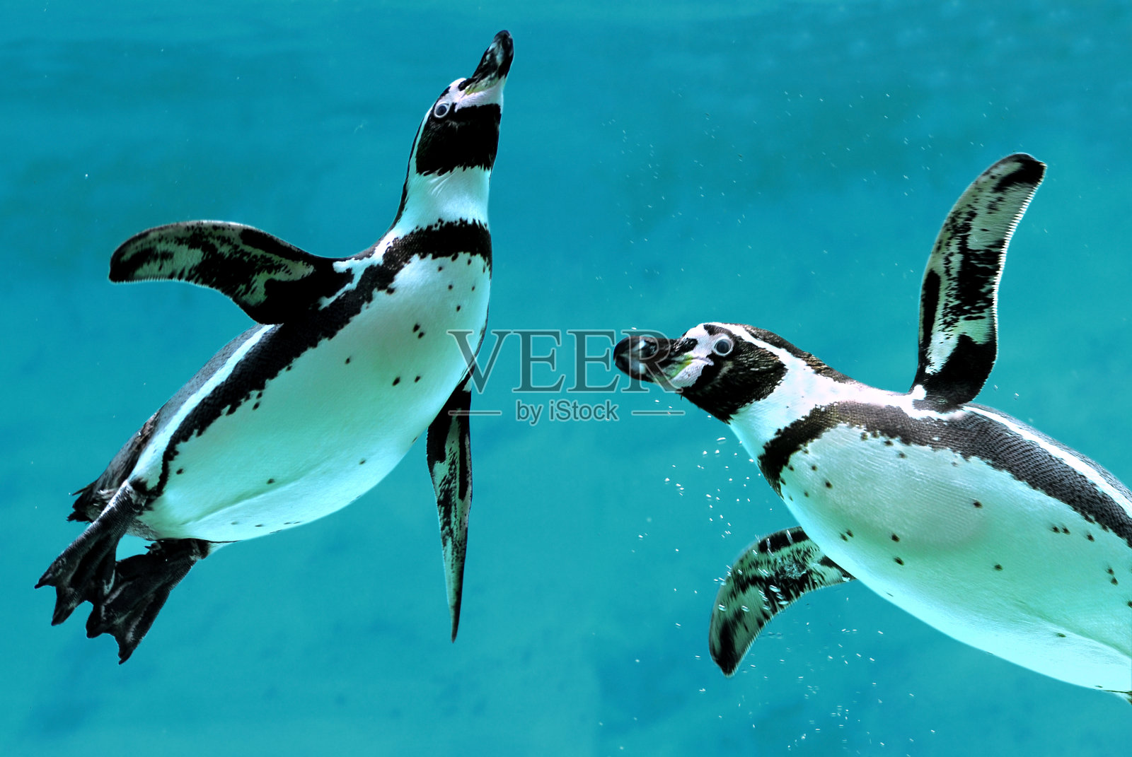 快乐的企鹅一起在蓝色的大海里游泳照片摄影图片
