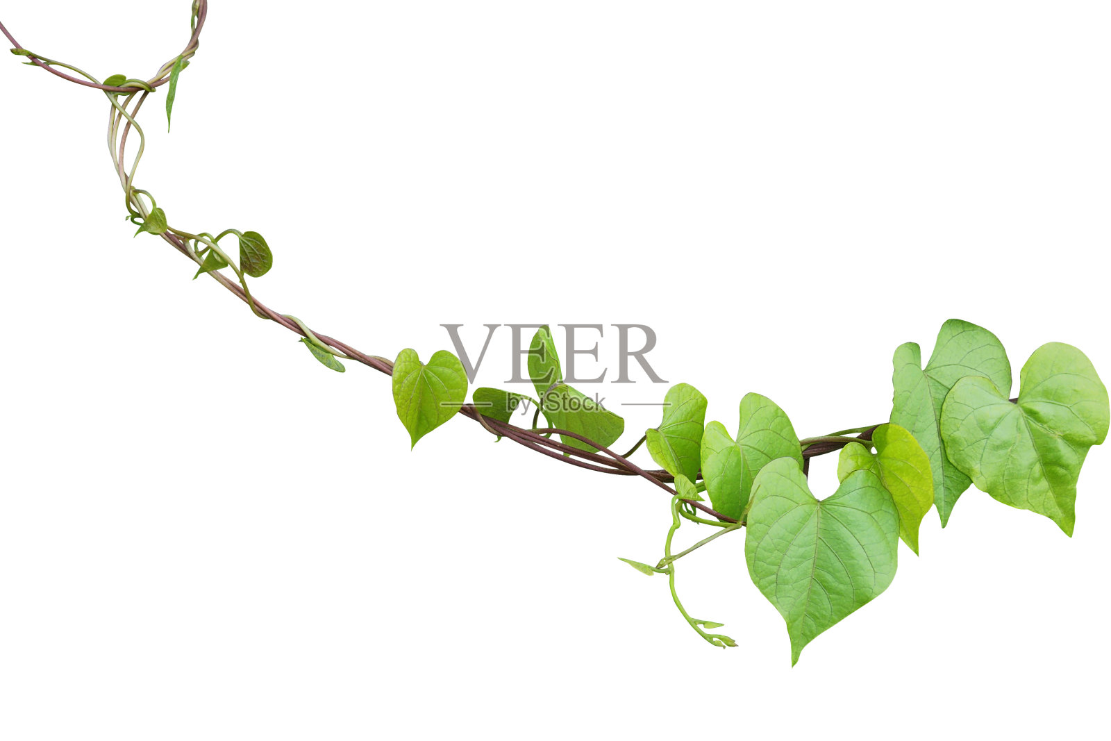 心状的绿色植物叶子朦胧牵牛花(Ipomoea obscura)攀缘藤本植物孤立在白色背景，包括修剪路径。照片摄影图片