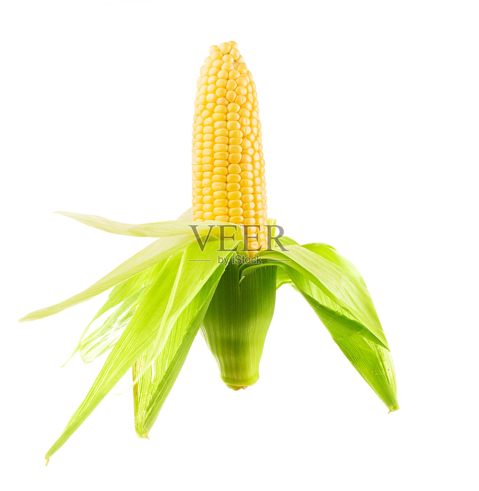 孤立在白色背景上的玉米穗上的一个照片摄影图片