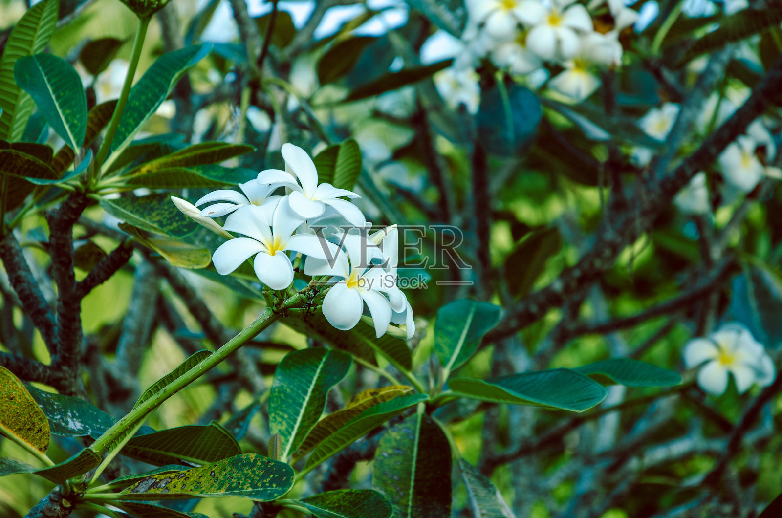 白Tiare花枝，栀子照片摄影图片