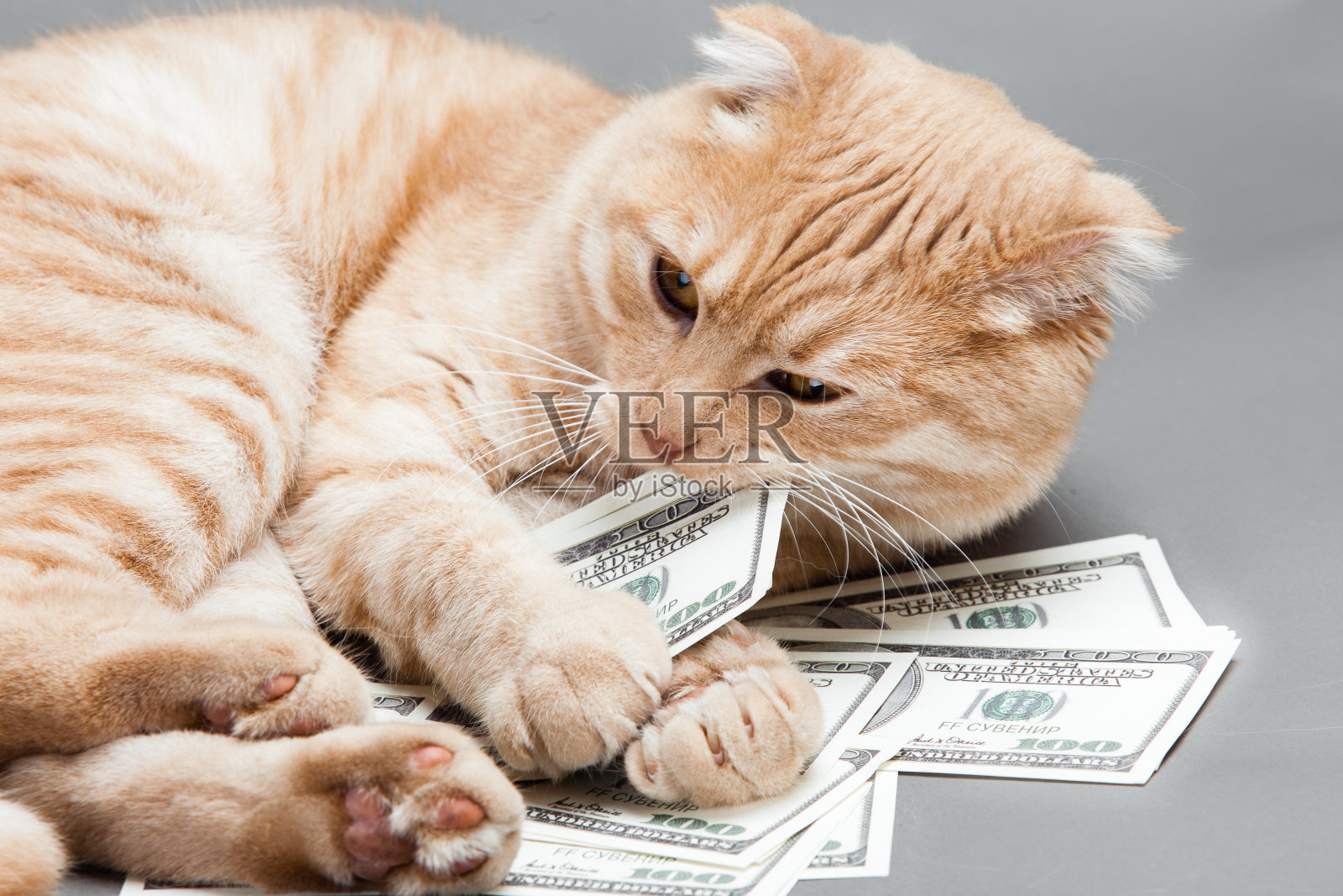 美元和一只猫照片摄影图片