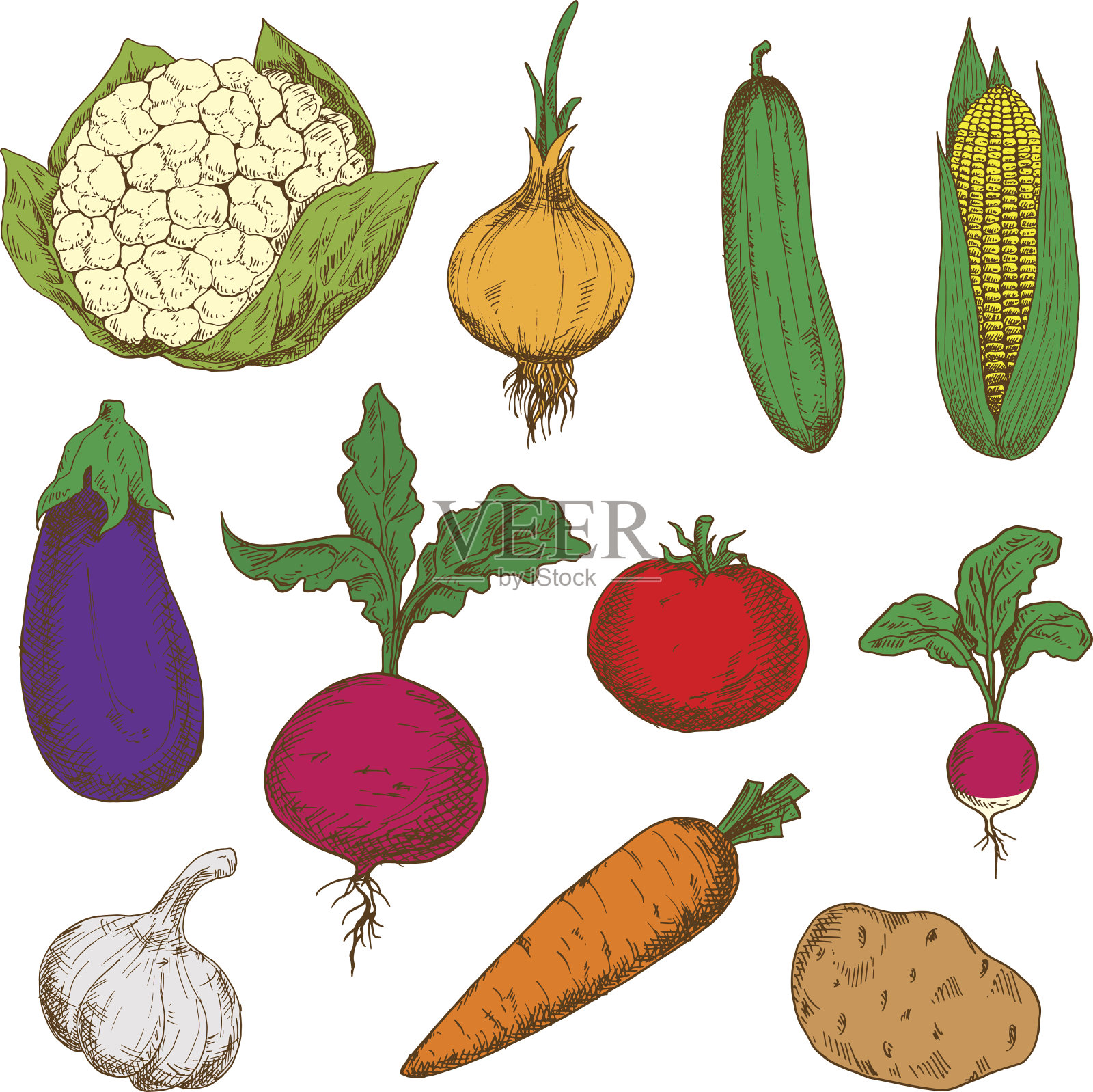 颜色成熟蔬菜素描集设计元素图片