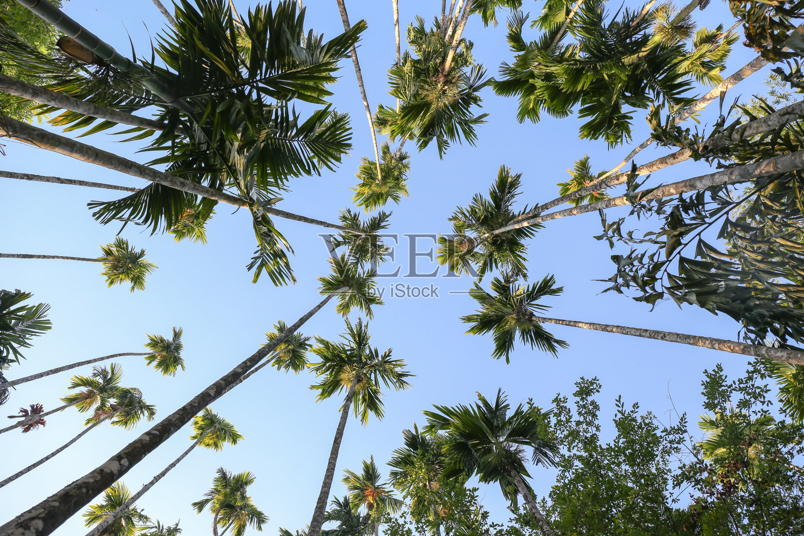 槟榔树与天空背景的底部视图照片摄影图片