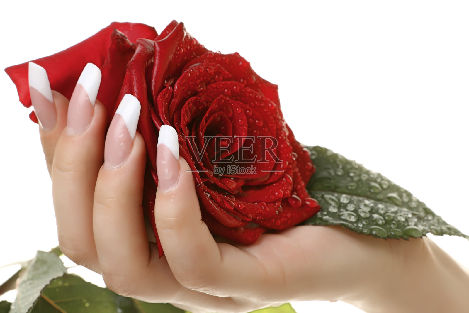 女性的手拿着一朵红玫瑰修指甲。照片摄影图片