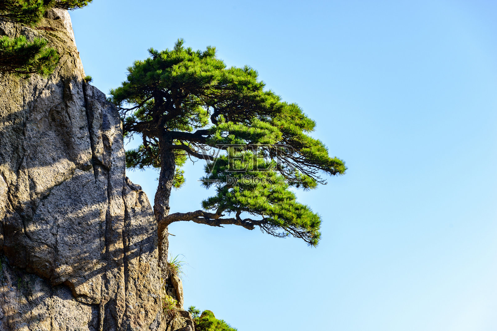 黄山的松树照片摄影图片