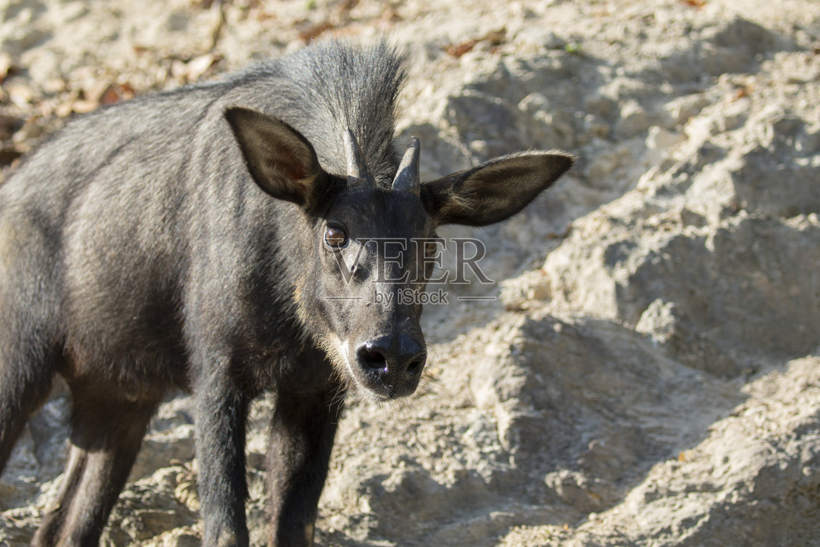 泰国岩石上的岩羚羊图片。野生动物。(苏门答腊丝绒)照片摄影图片
