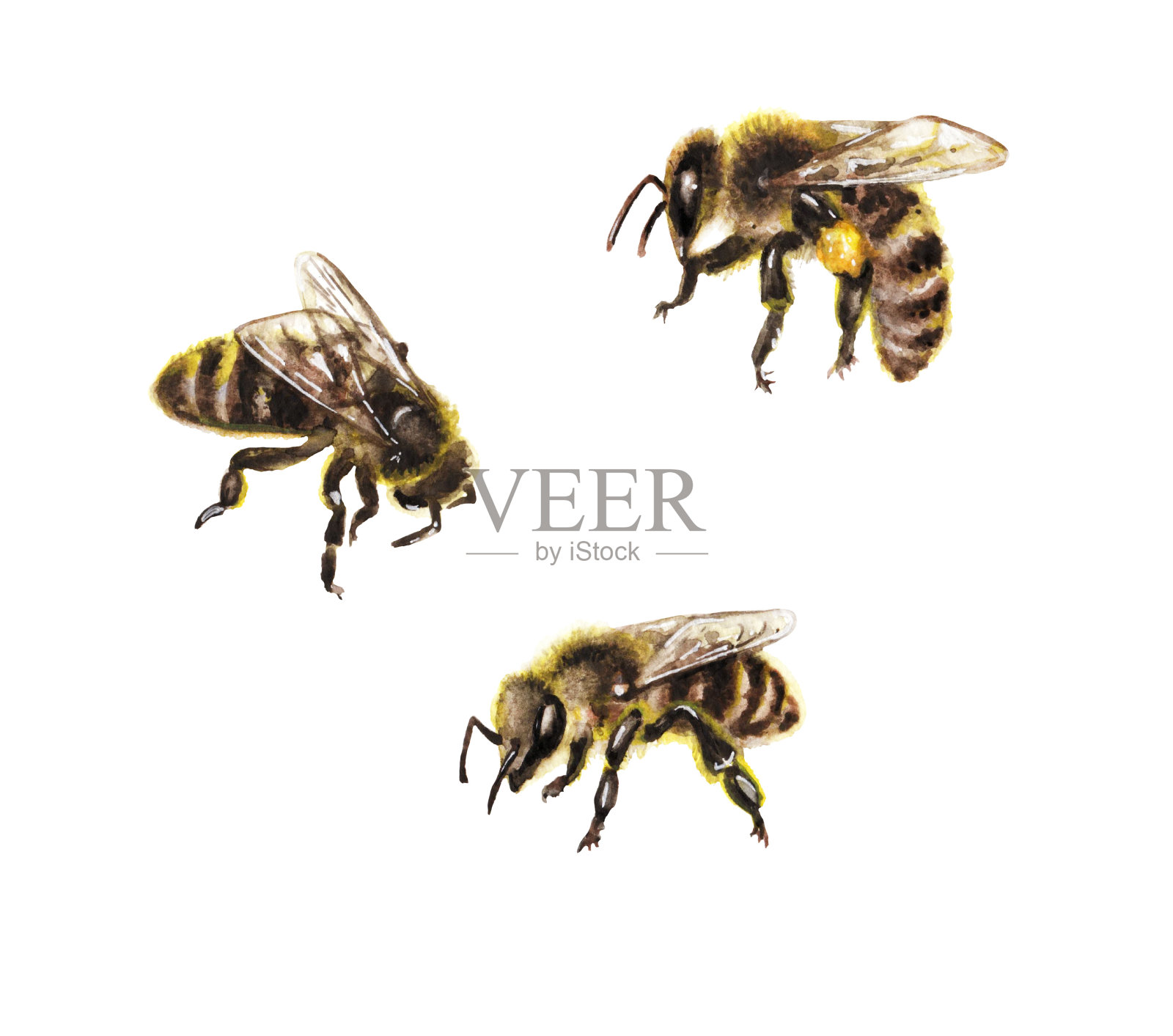 水彩蜜蜂在白色插画图片素材