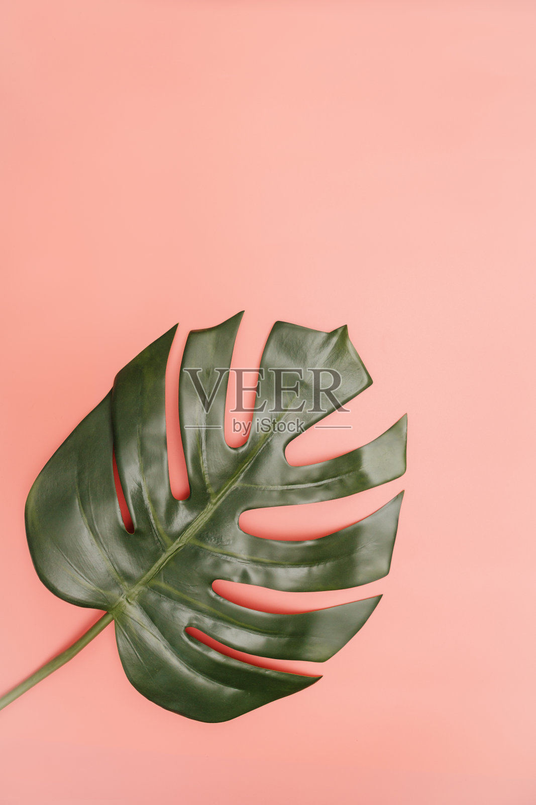 粉红色背景上的单瓣棕榈叶照片摄影图片