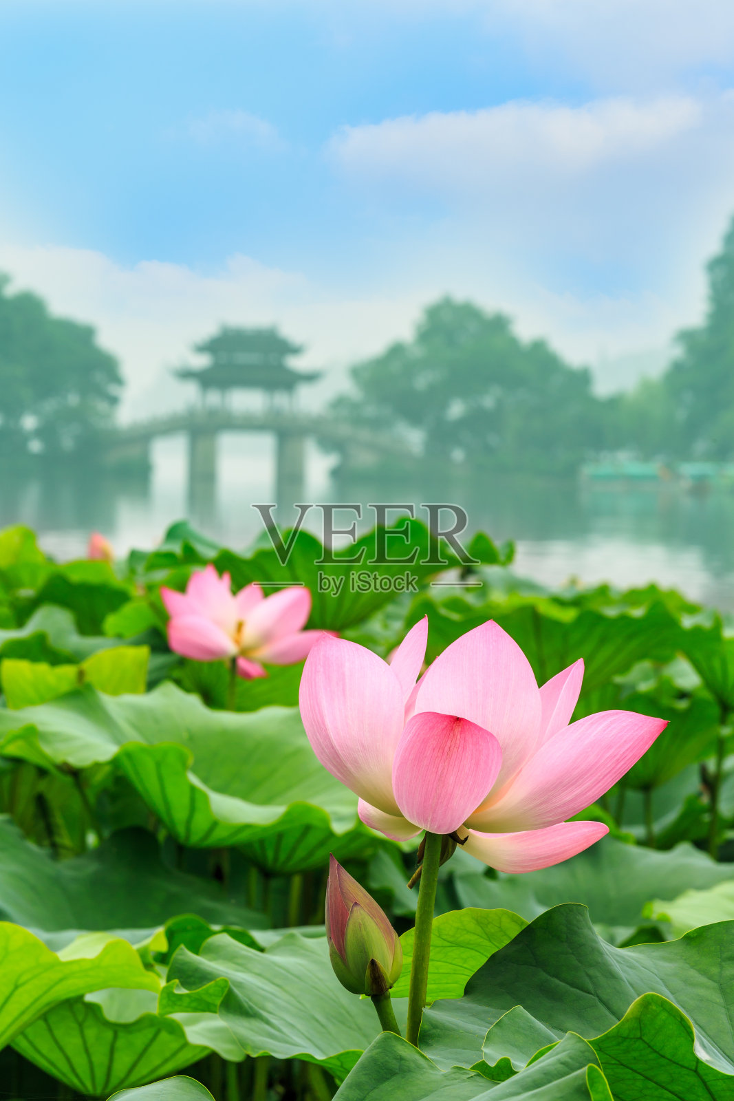中国杭州西湖的美丽荷花照片摄影图片