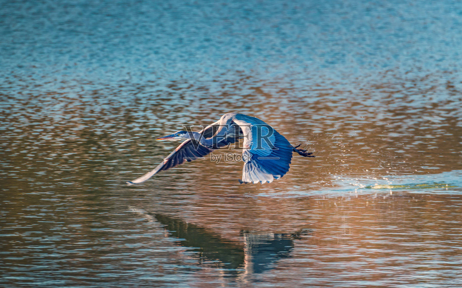大蓝鹭低低地飞过一个湖照片摄影图片