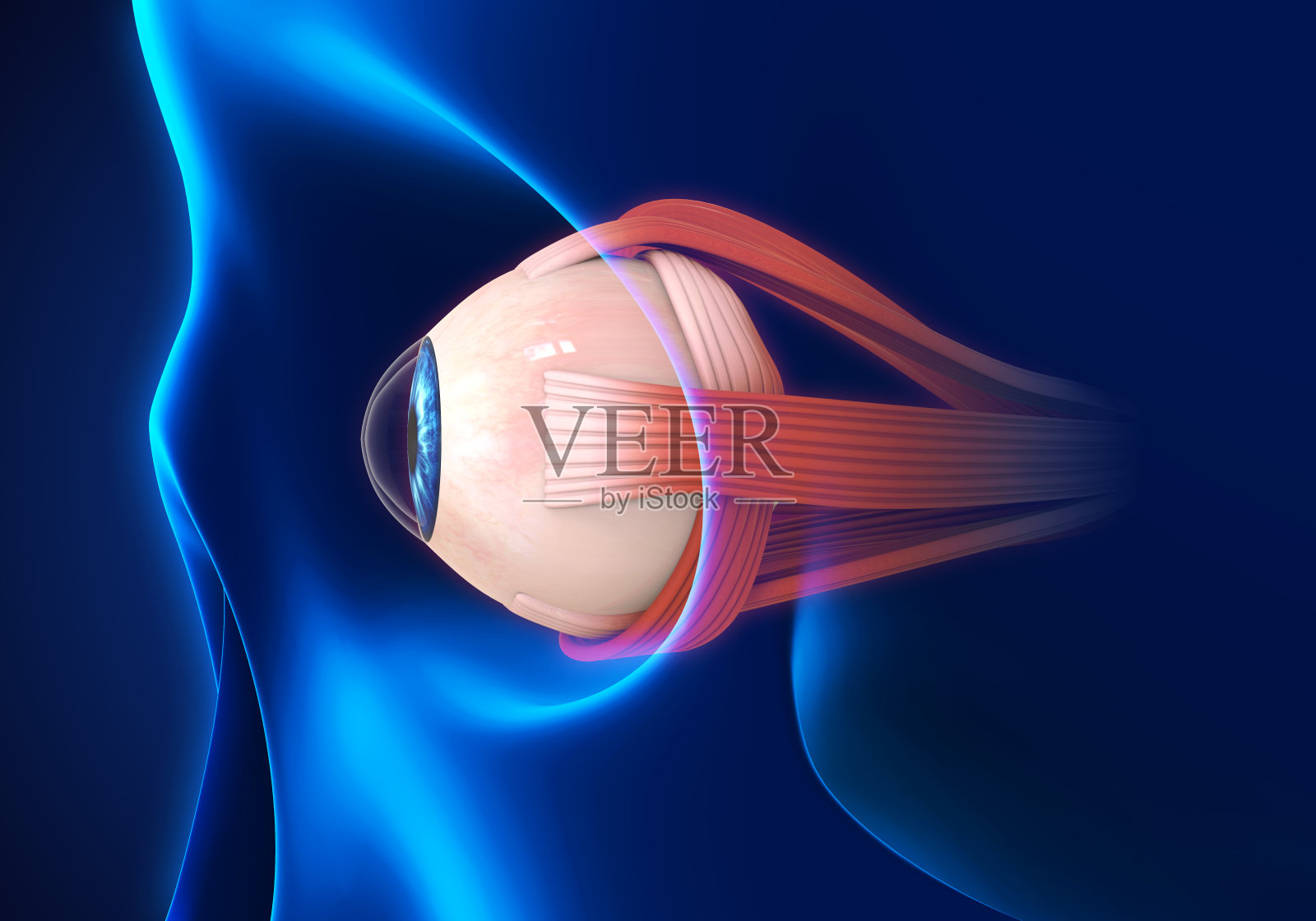 眼科医生网 >> 精美图片 >> 眼科图谱 >> 正常眼部结构