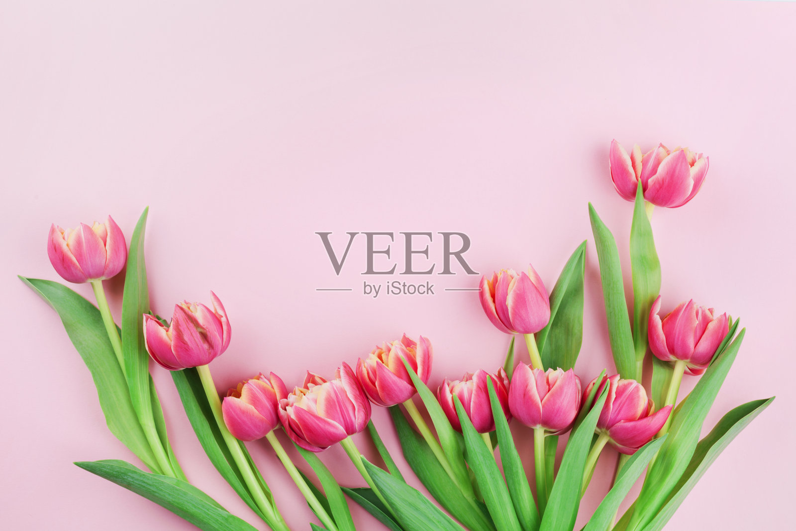 粉彩背景上的粉色郁金香花。平的。女人或母亲节的概念。照片摄影图片