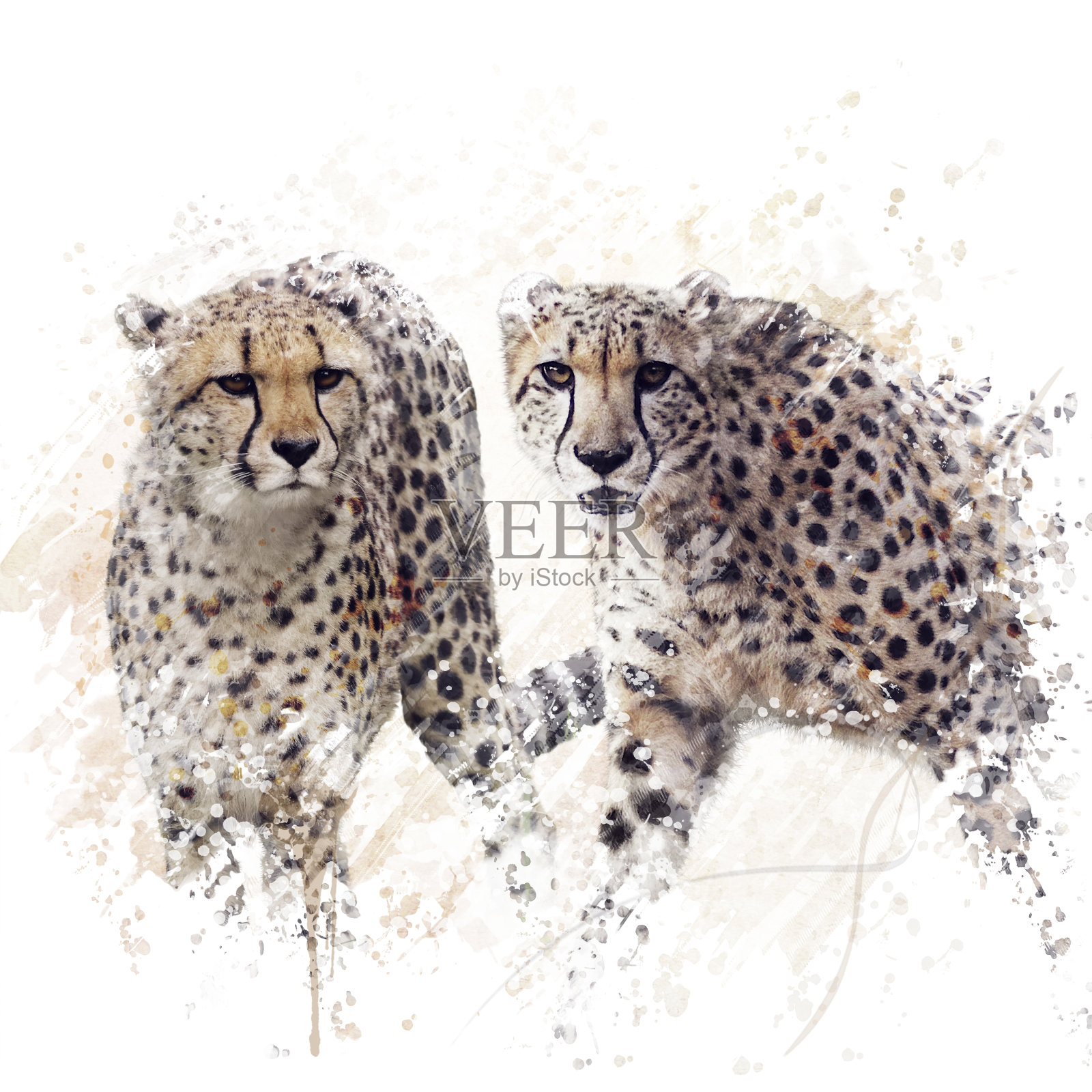 两只猎豹水彩照片摄影图片