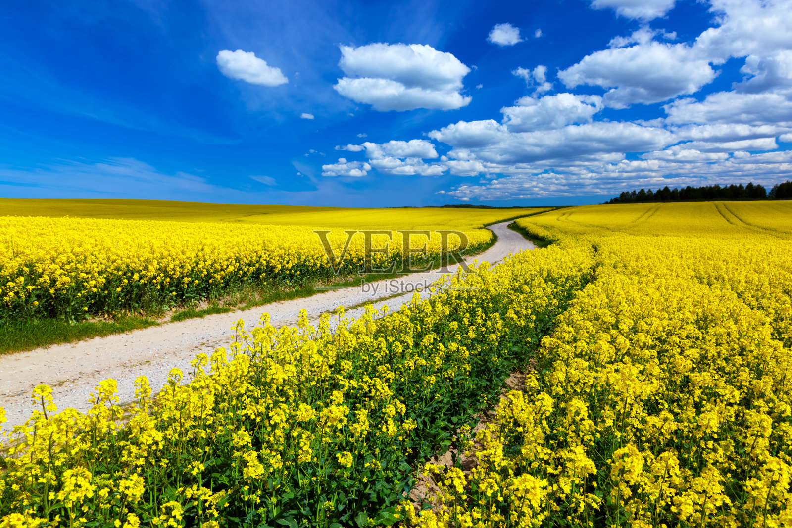 乡间春野上点缀着黄花——油菜花。照片摄影图片