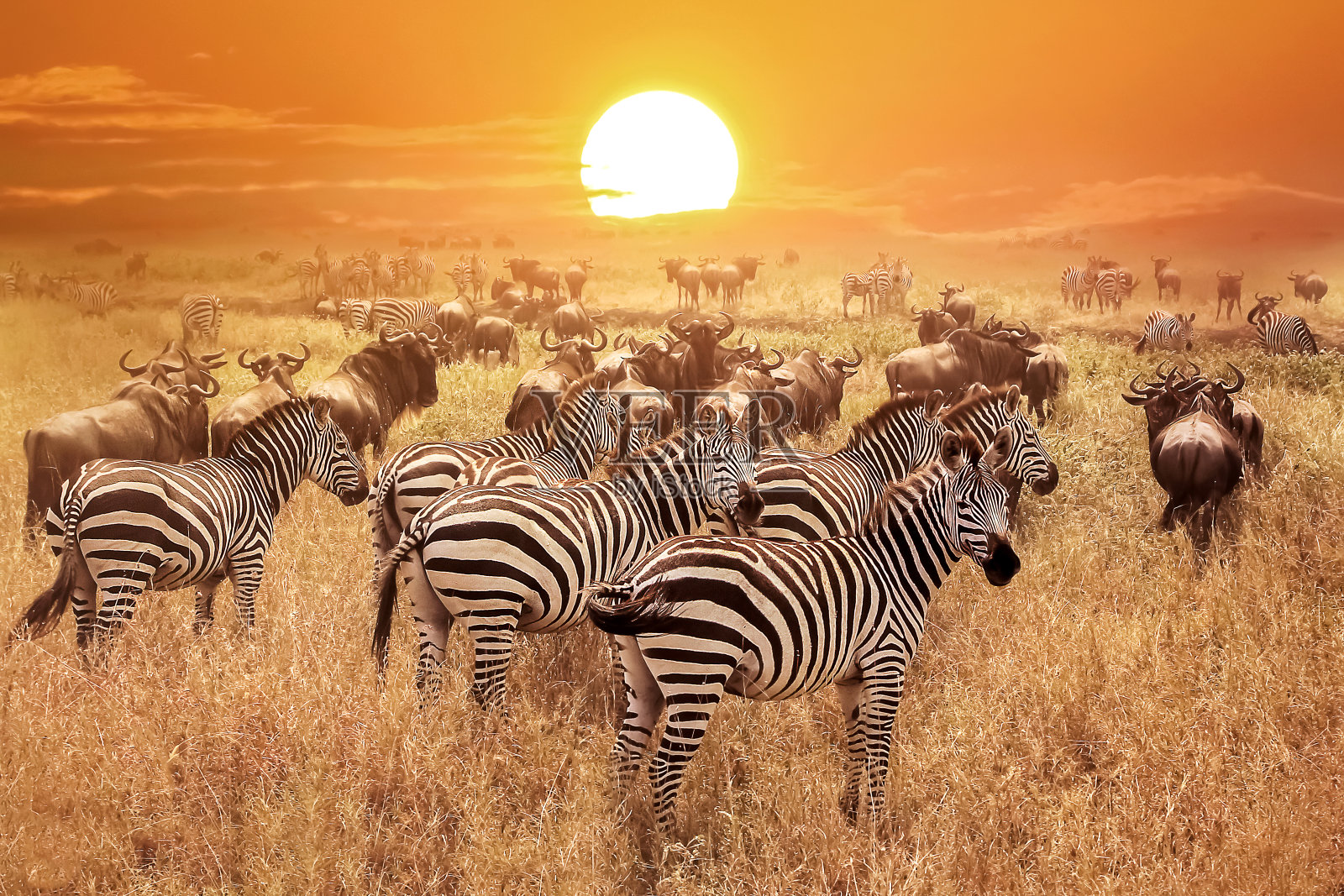 塞伦盖蒂国家公园日落时的斑马。非洲。坦桑尼亚。照片摄影图片