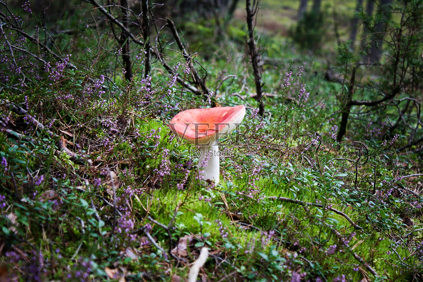 秋天森林里的红菇照片摄影图片