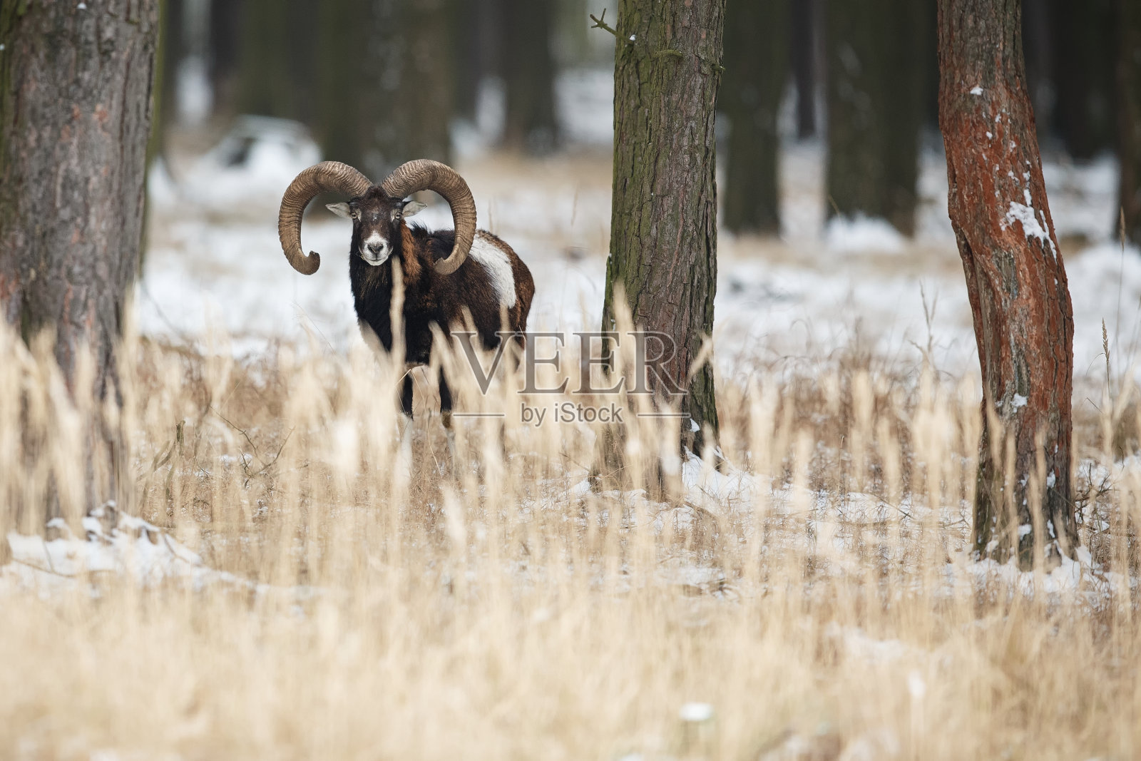 冬天的欧洲大mouflon照片摄影图片