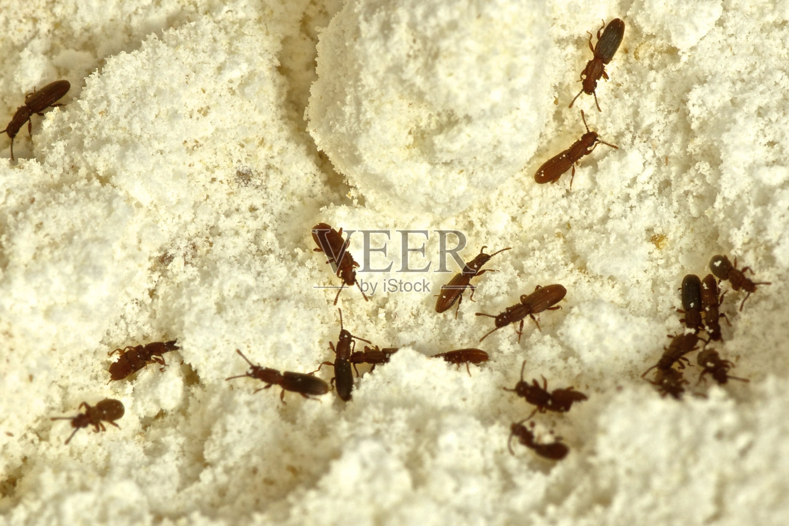 锯齿粒甲虫的研究照片摄影图片