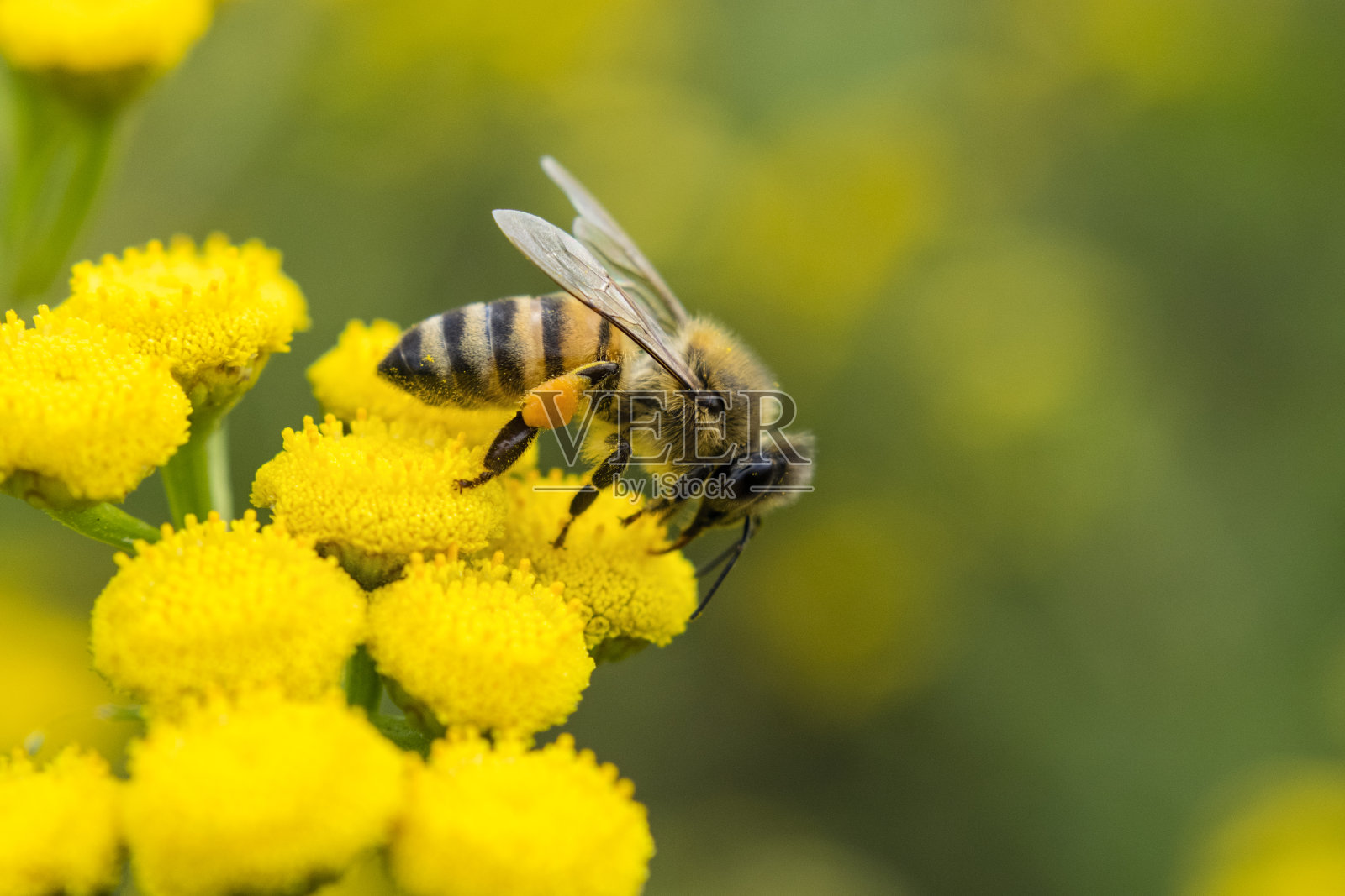 蜜蜂采集黄花花粉的特写照片摄影图片