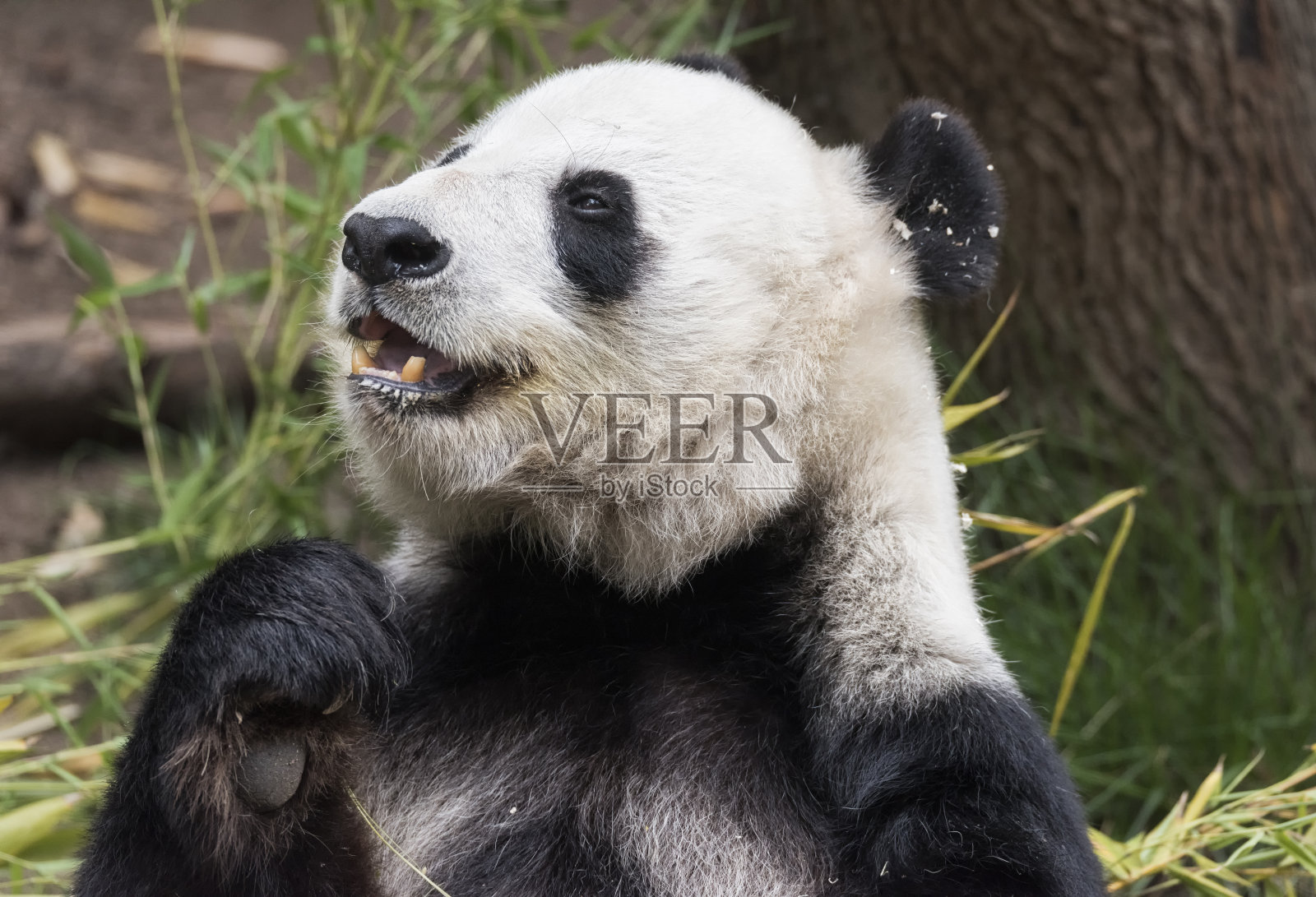 熊猫的肖像照片摄影图片