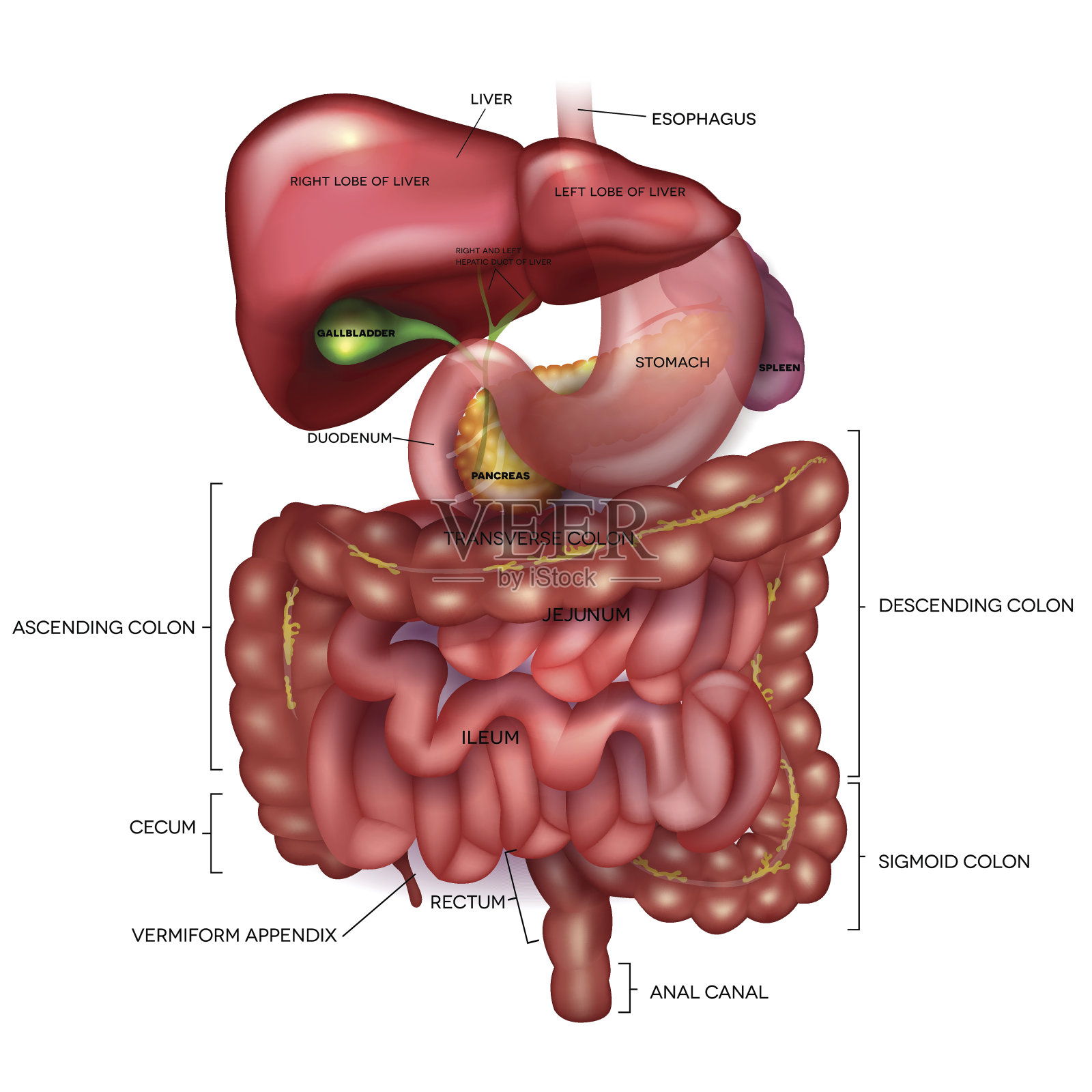 胃肠道设计元素图片