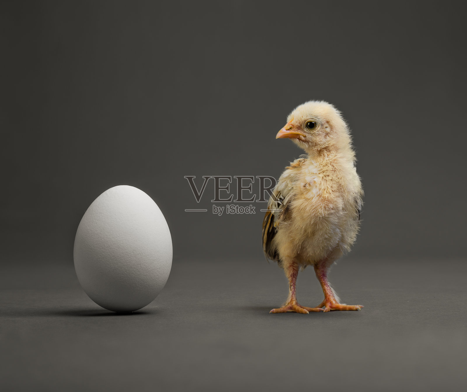 鸡和蛋照片摄影图片