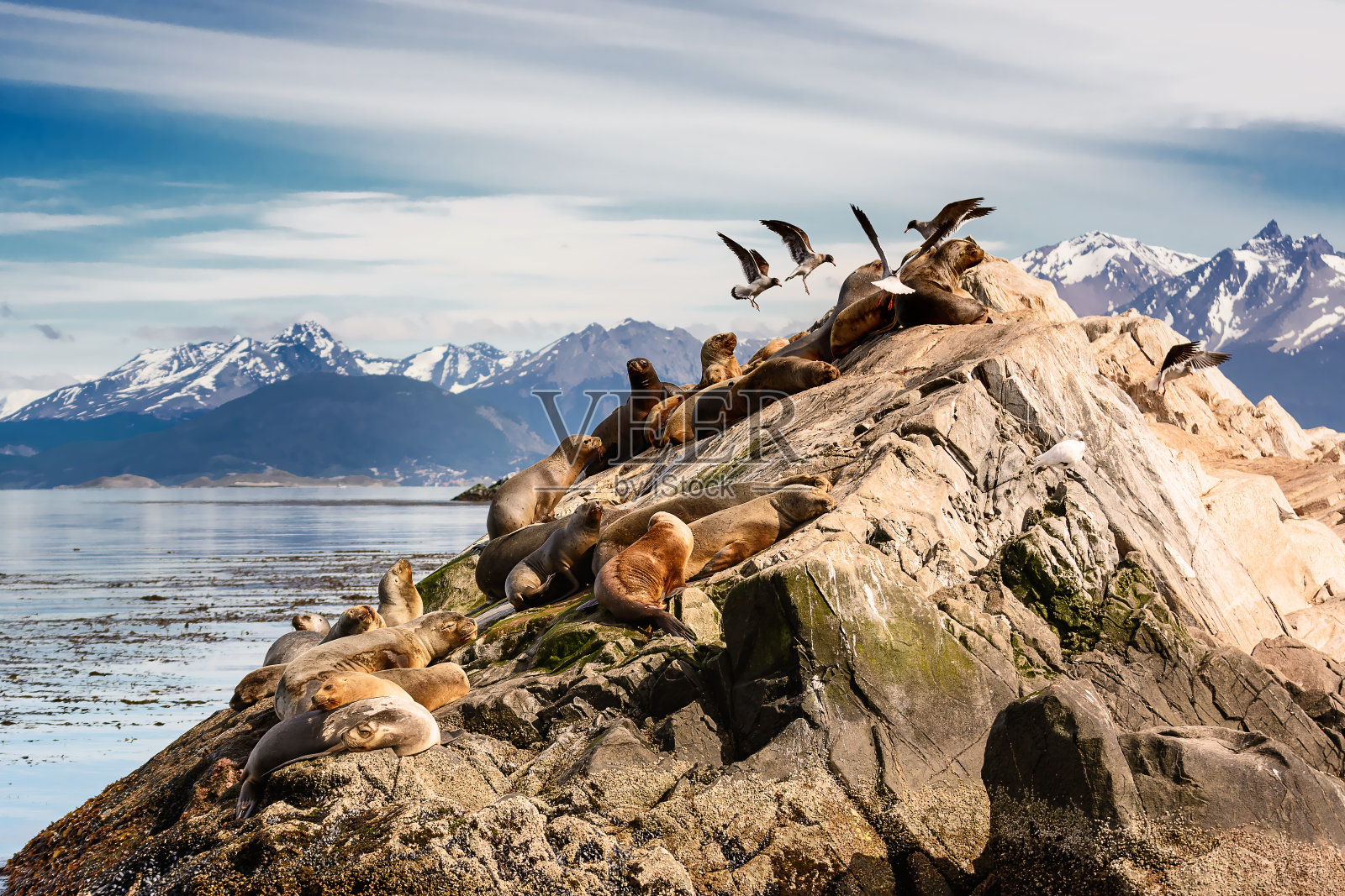 乌斯怀亚附近比格尔海峡岛上的海狮和信天翁(阿根廷)照片摄影图片