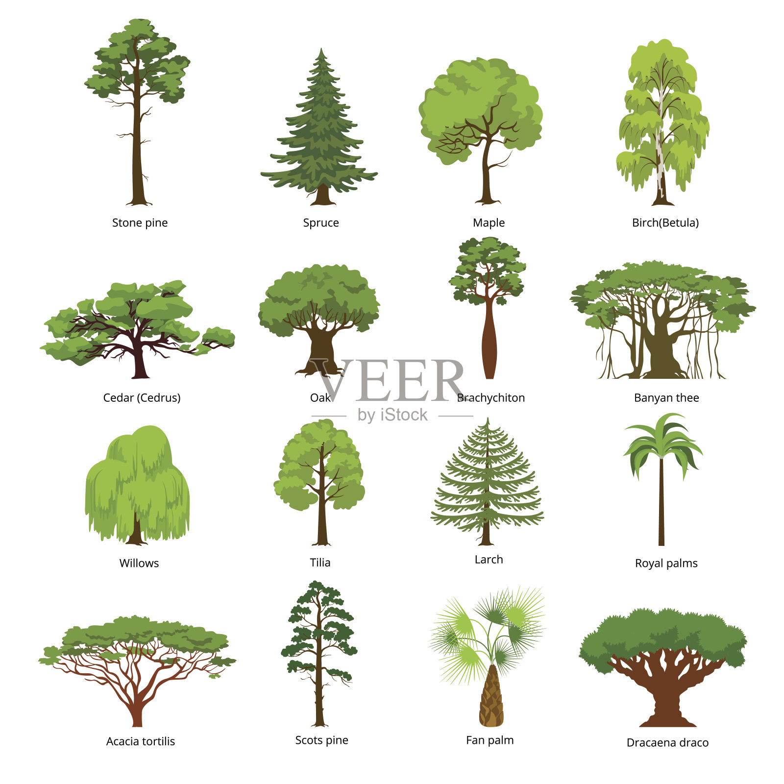 平坦的绿树矢量插图集。石松，云杉，枫树，桦树，雪松，橡树，短chiton，榕树，柳树，落叶松，棕榈，苏格兰松树森林树的图标。自然的概念。设计元素图片
