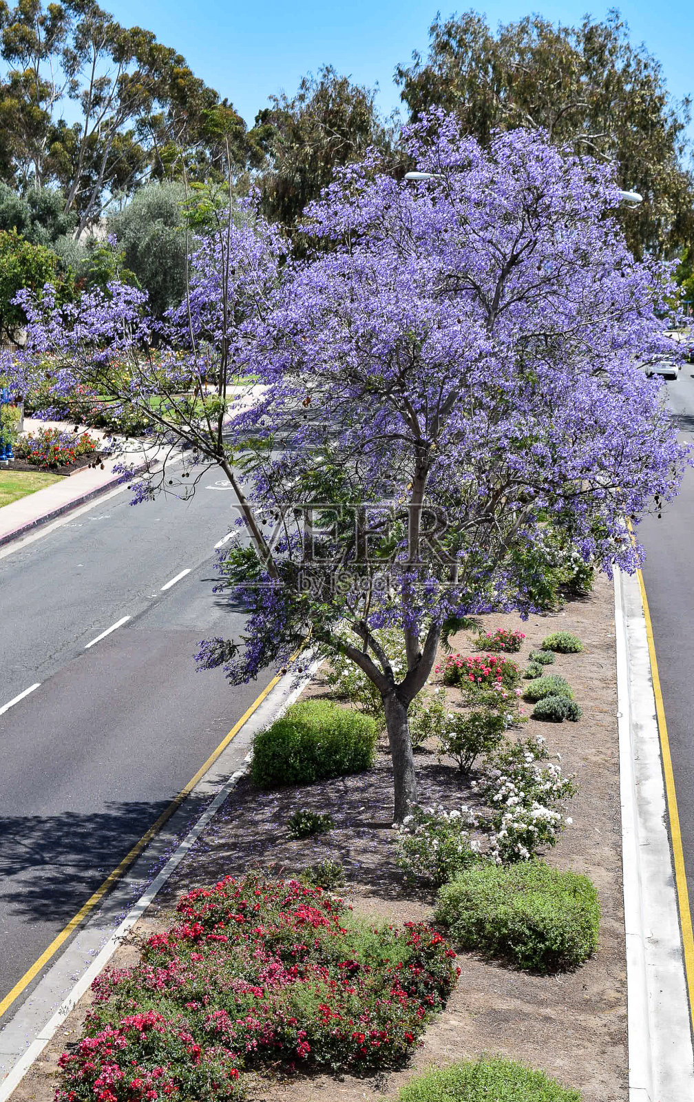 位于加州圣迭戈巴尔博亚公园的蓝花楹林荫公园大道照片摄影图片
