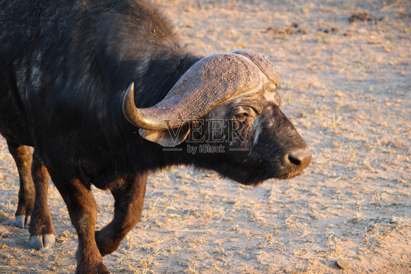 非洲水牛在阿多公园，南非4图片素材_免费下载_jpg图片格式_高清图片200008365_摄图网