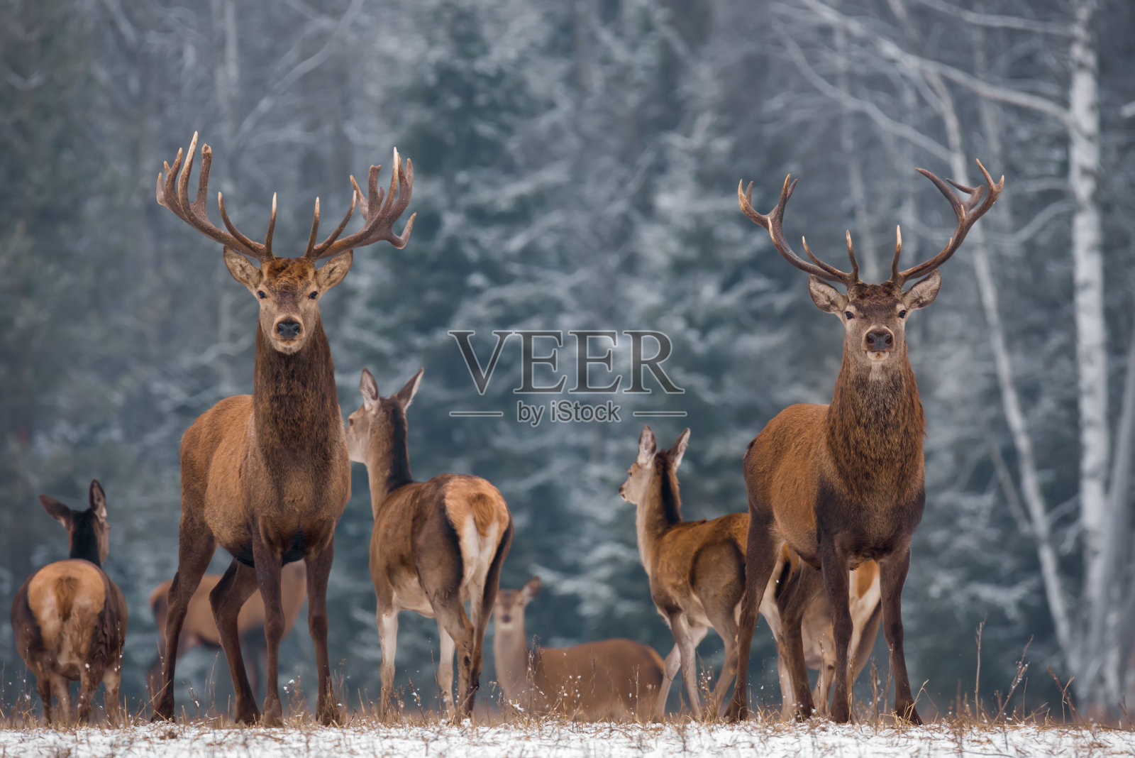 双胞胎。冬季野生动物景观与两只高贵的鹿(麋鹿)。白桦林背景上长着大角的鹿。双鹿特写，艺术观。两个奖杯鹿照片摄影图片