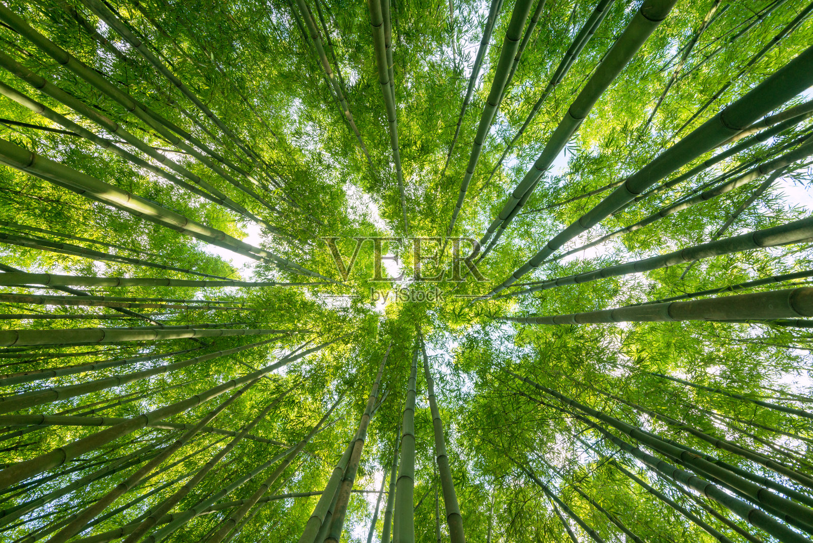 竹林自然背景，观之向上照片摄影图片