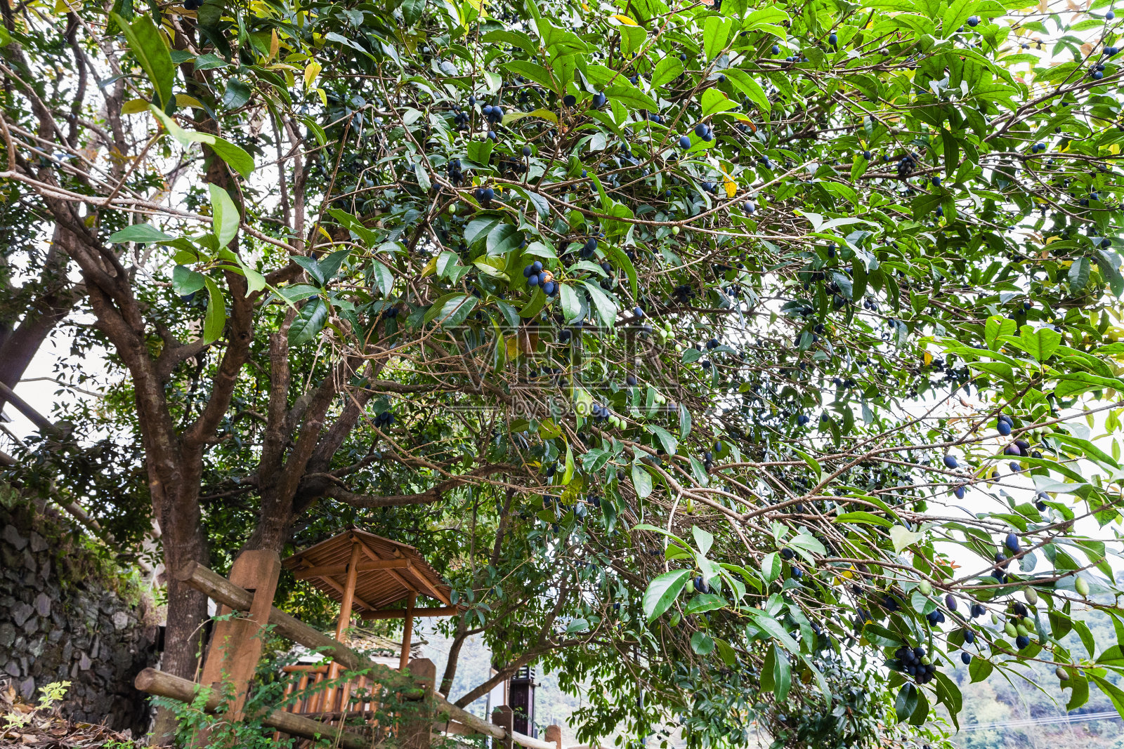 城阳县一棵结满成熟果实的李树照片摄影图片