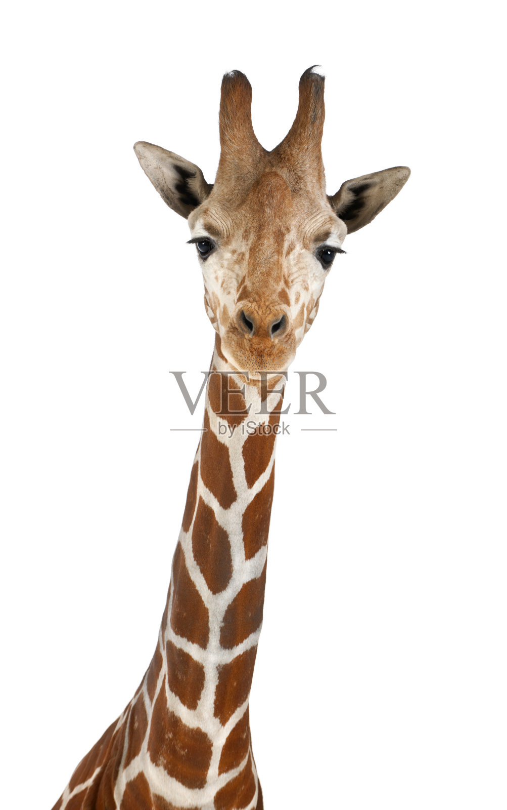 索马里长颈鹿照片摄影图片