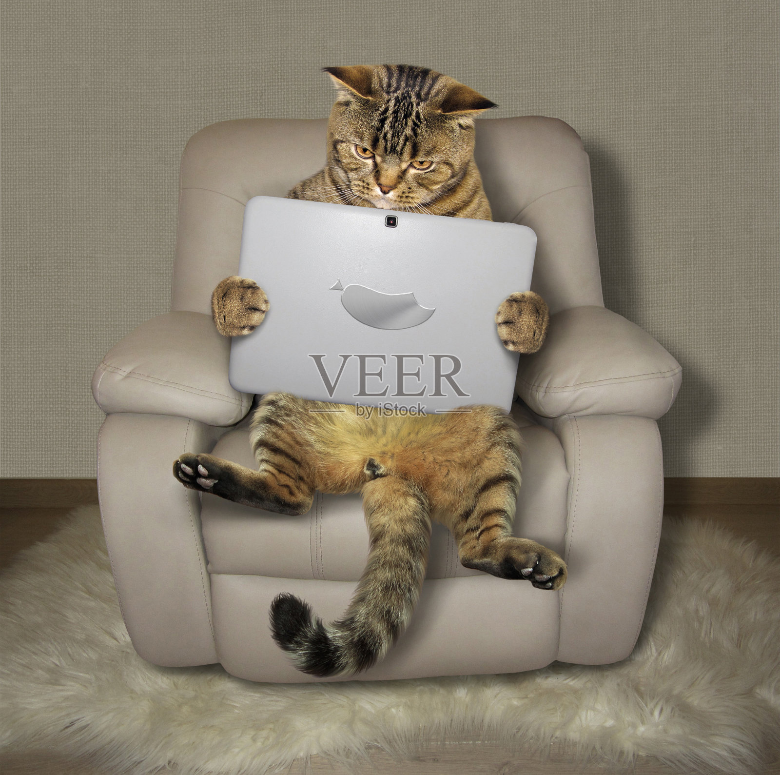 扶手椅上有一只小玩意儿的猫照片摄影图片
